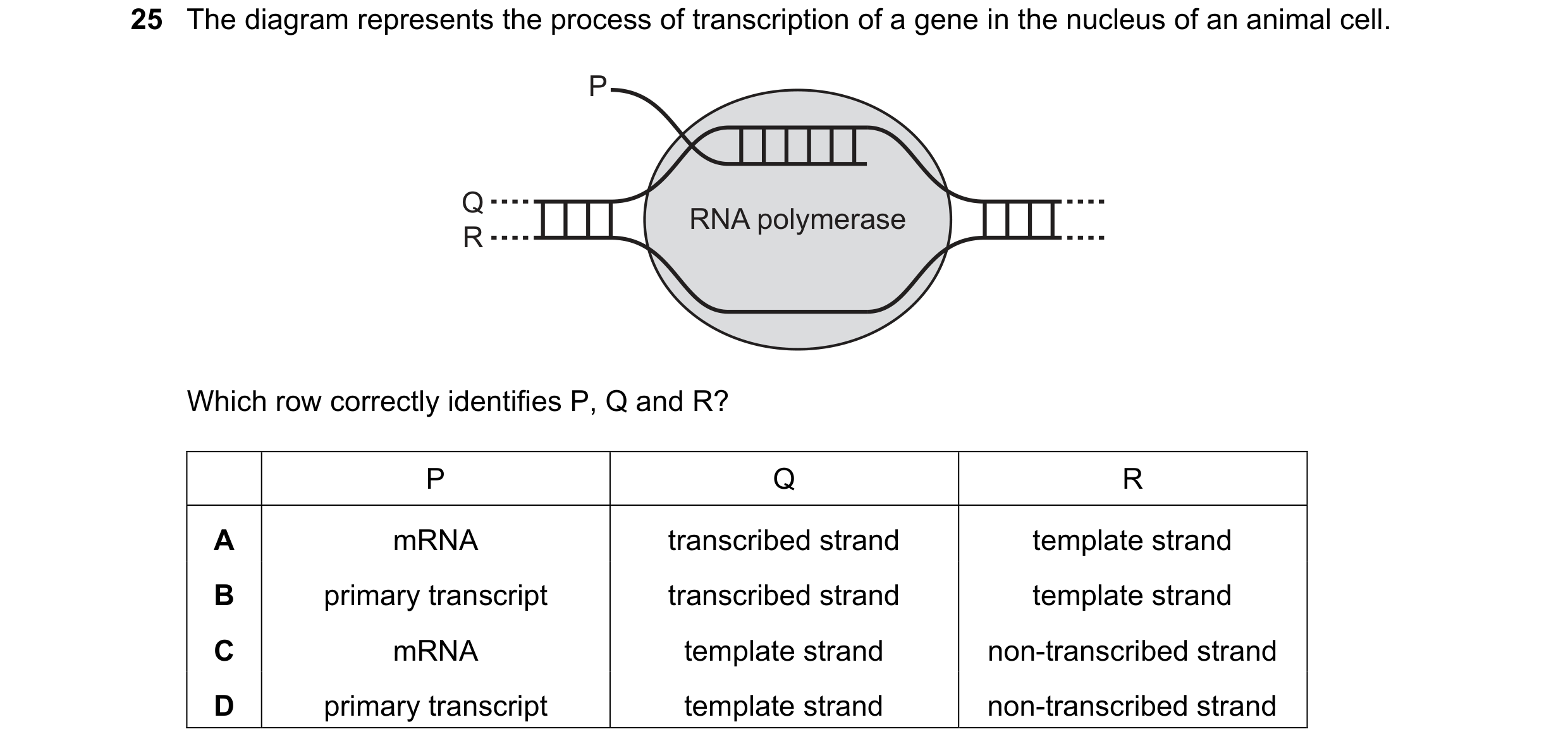 Question 194: The diagram represents the process of transcription of a gene in the nucleus of an animal cell. P Q RNA polymerase R Which row correctly id…