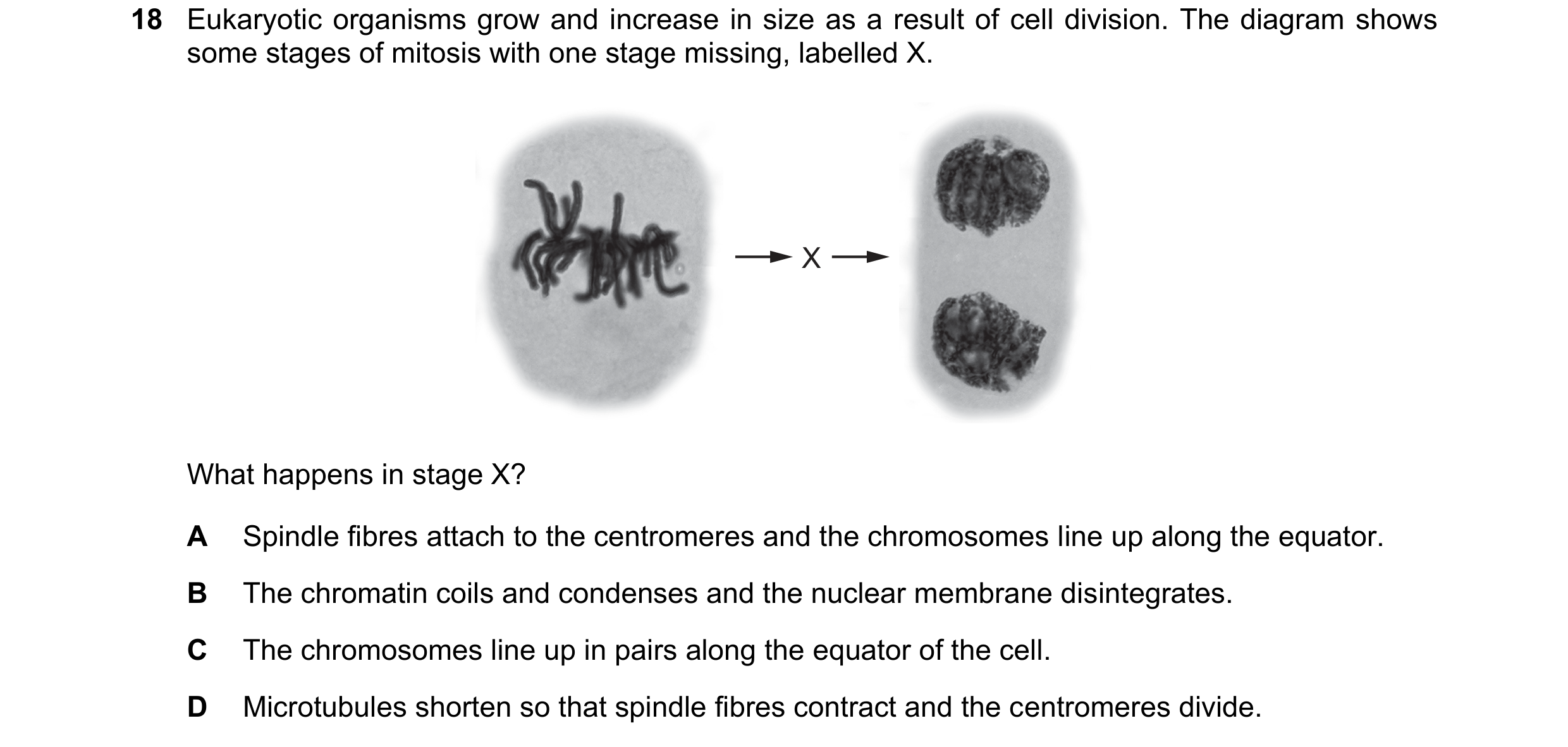 Question 115: Eukaryotic organisms grow and increase in size as a result of cell division. The diagram shows some stages of mitosis with one stage missin…