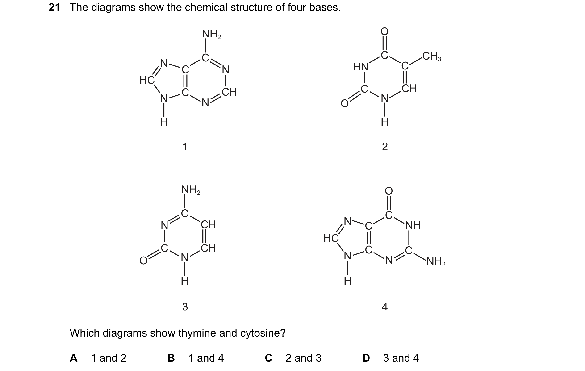Question 211: The diagrams show the chemical structure of four bases. NH2 O C C CH3 N HN C C N HC C CH C CH N N N O H H 1 2 NH2 O C C N CH N NH C HC C CH…