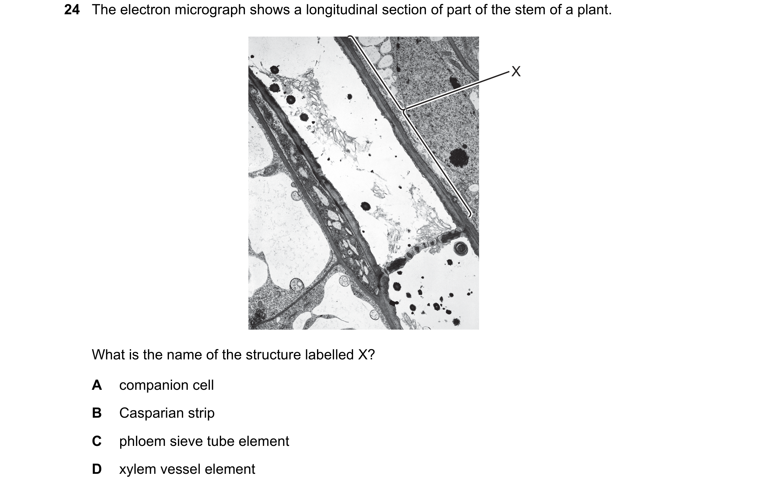 Question 104: The electron micrograph shows a longitudinal section of part of the stem of a plant. X What is the name of the structure labelled X? A comp…
