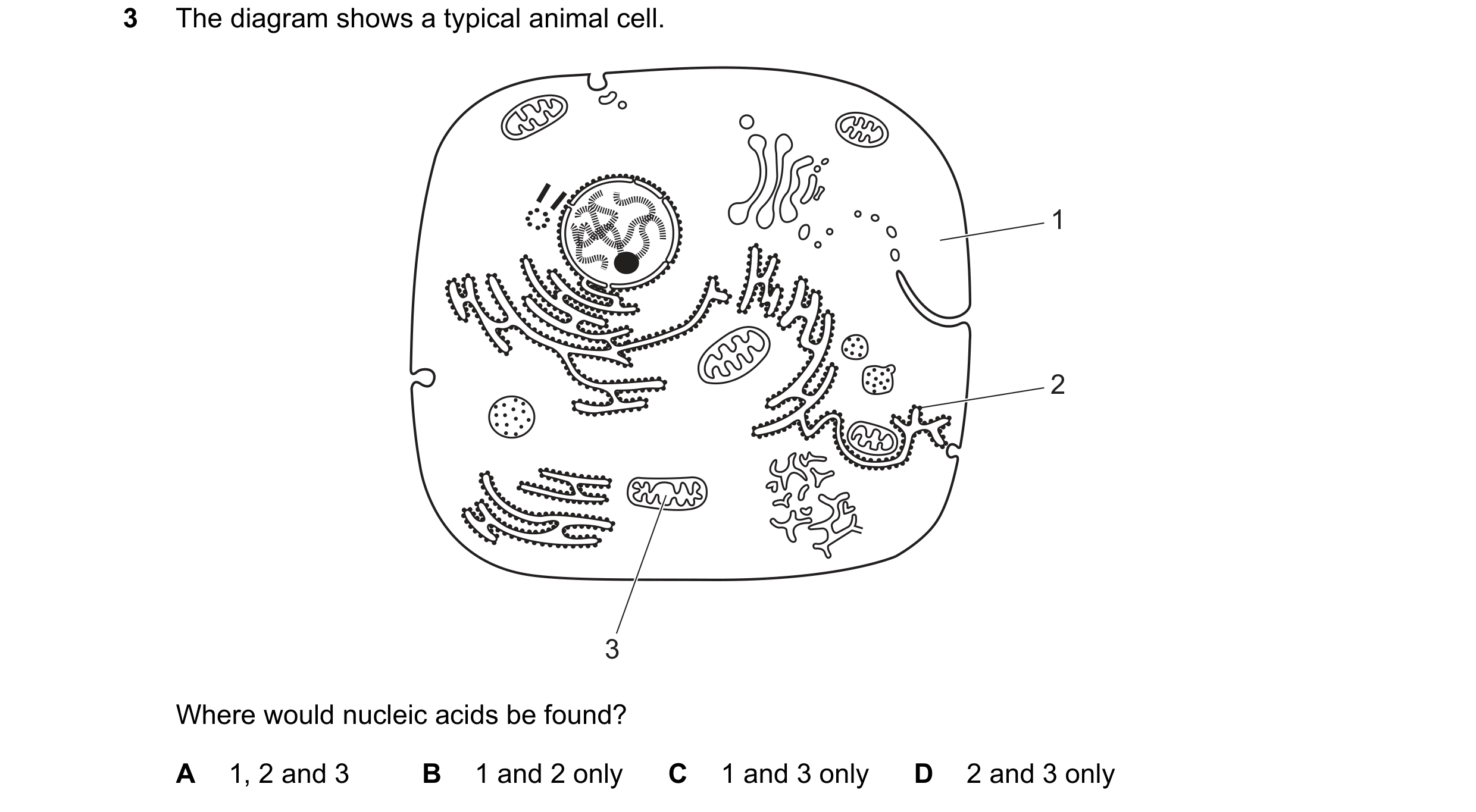 Question 340: The diagram shows a typical animal cell. 1 2 3 Where would nucleic acids be found? A 1, 2 and 3 B 1 and 2 only C 1 and 3 only D 2 and 3 only