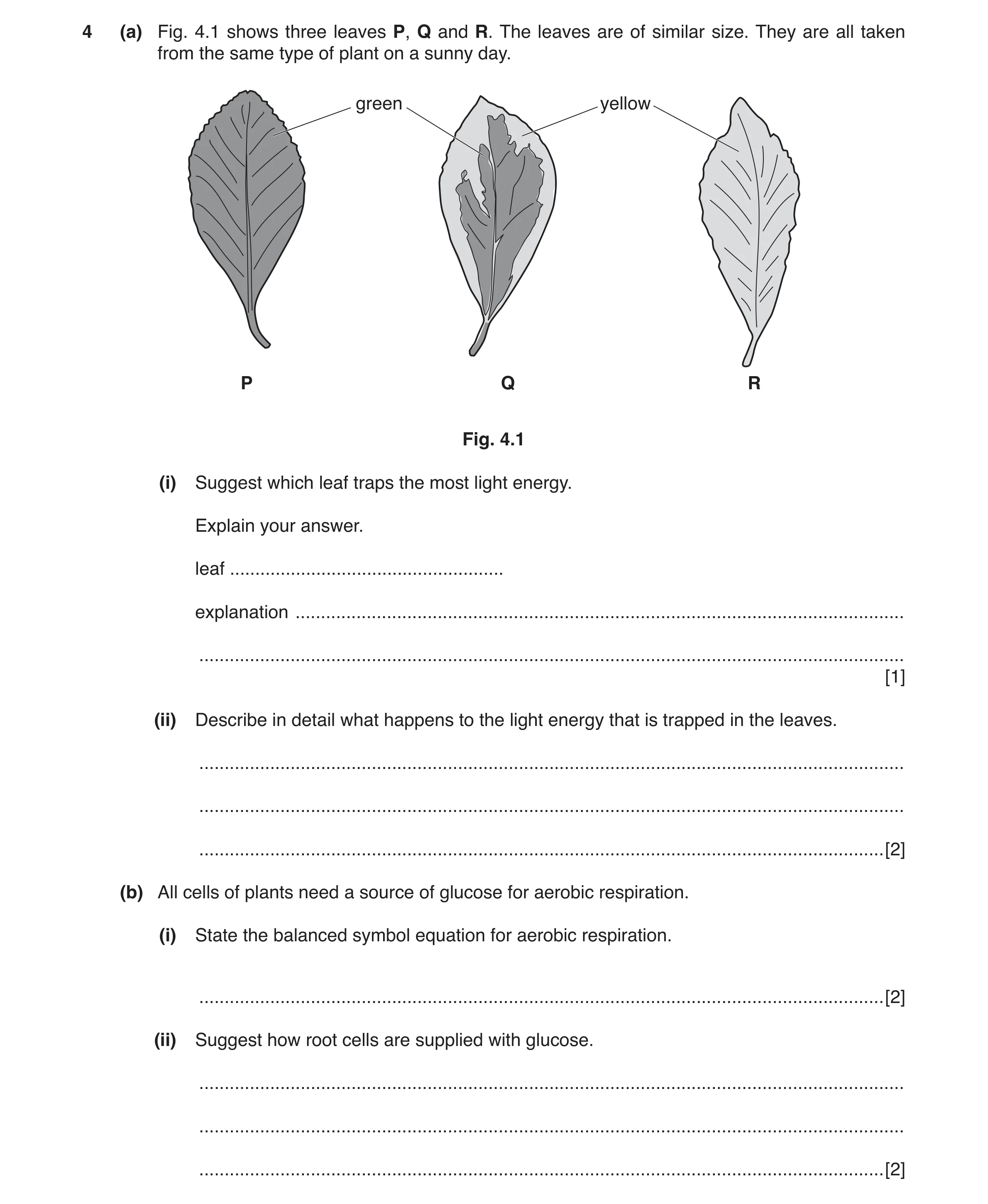 Question 4: (a) Fig. 4.1 shows three leaves P, Q and R. The leaves are of similar size. They are all taken from the same type of plant on a sunny day. …