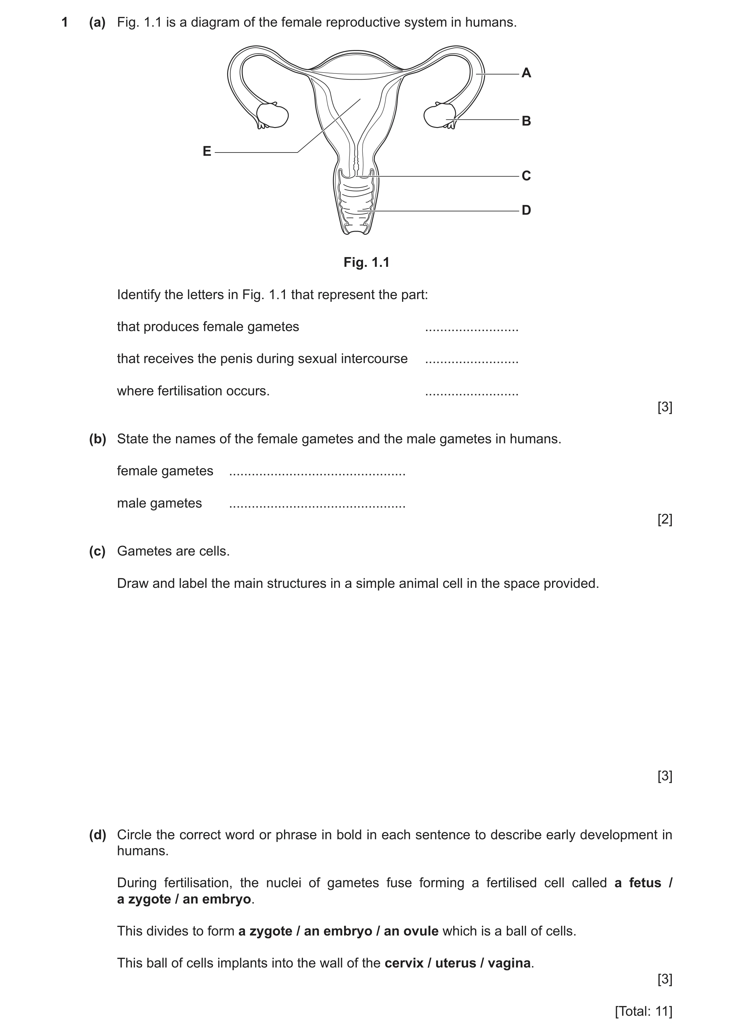 Question 19: (a) Fig. 1.1 is a diagram of the female reproductive system in humans. A B E C D Fig. 1.1 Identify the letters in Fig. 1.1 that represent t…