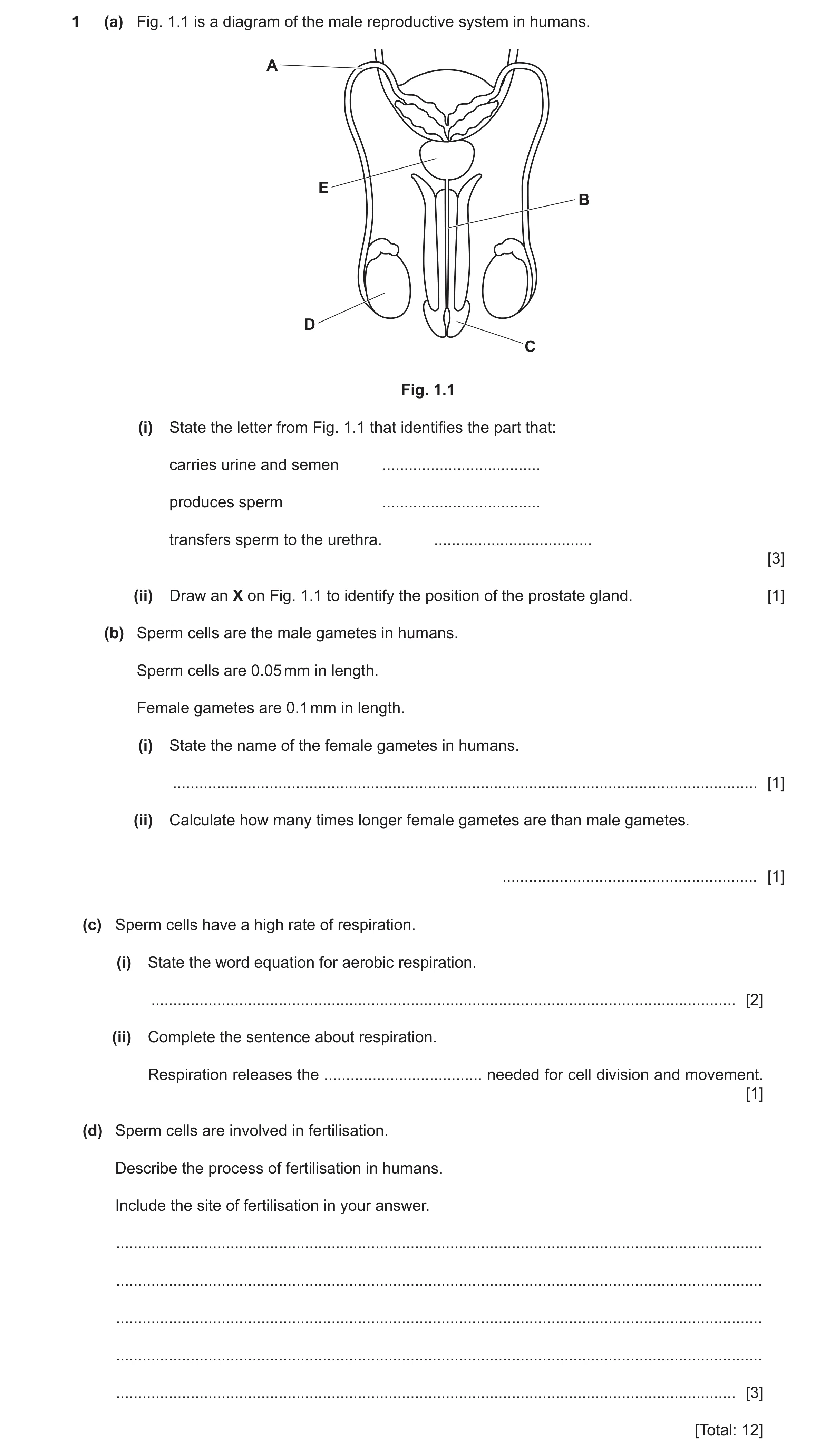 Question 17: (a) Fig. 1.1 is a diagram of the male reproductive system in humans. A E B D C Fig. 1.1 (i) State the letter from Fig. 1.1 that identifies …