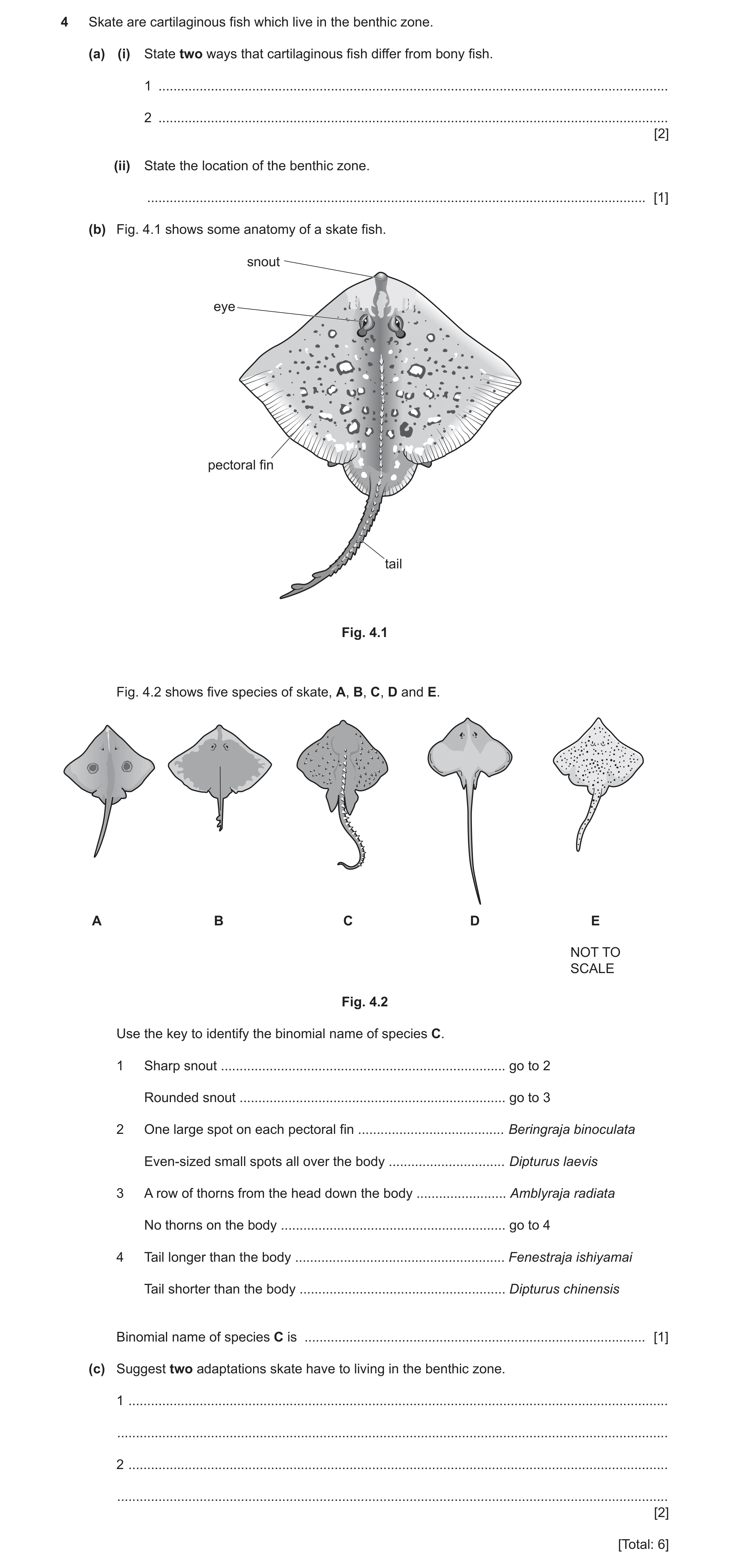 Question 3: Skate are cartilaginous fish which live in the benthic zone. (a) (i) State two ways that cartilaginous fish differ from bony fish. 1 ......…