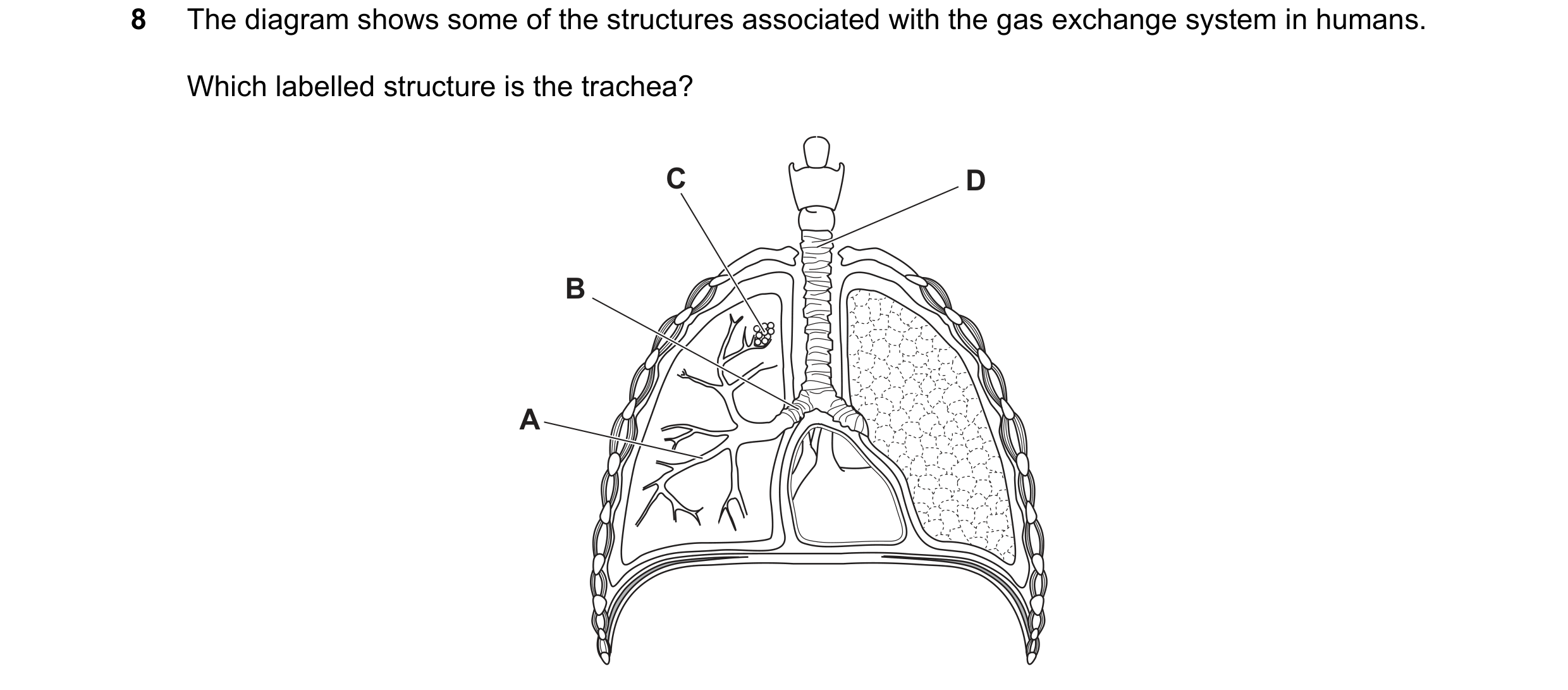 Question 62: The diagram shows some of the structures associated with the gas exchange system in humans. Which labelled structure is the trachea? C D B A