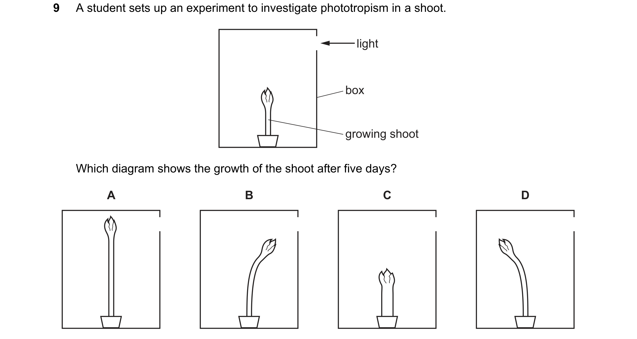 Question 77: A student sets up an experiment to investigate phototropism in a shoot. light box growing shoot Which diagram shows the growth of the shoot…
