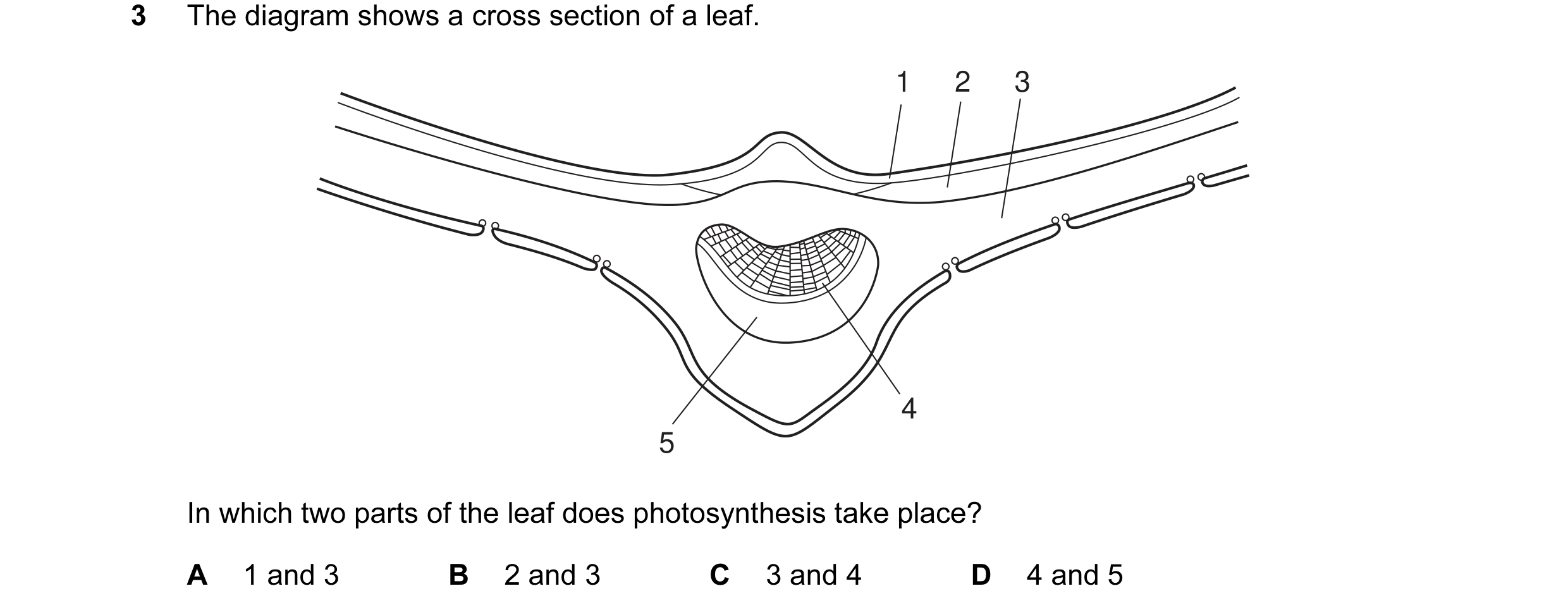 Question 7: The diagram shows a cross section of a leaf. 1 2 3 4 5 In which two parts of the leaf does photosynthesis take place? A 1 and 3 B 2 and 3 C…