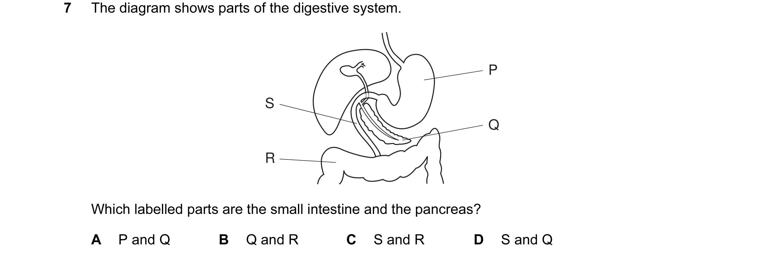 Question 4: The diagram shows parts of the digestive system. P S Q R Which labelled parts are the small intestine and the pancreas? A P and Q B Q and R…