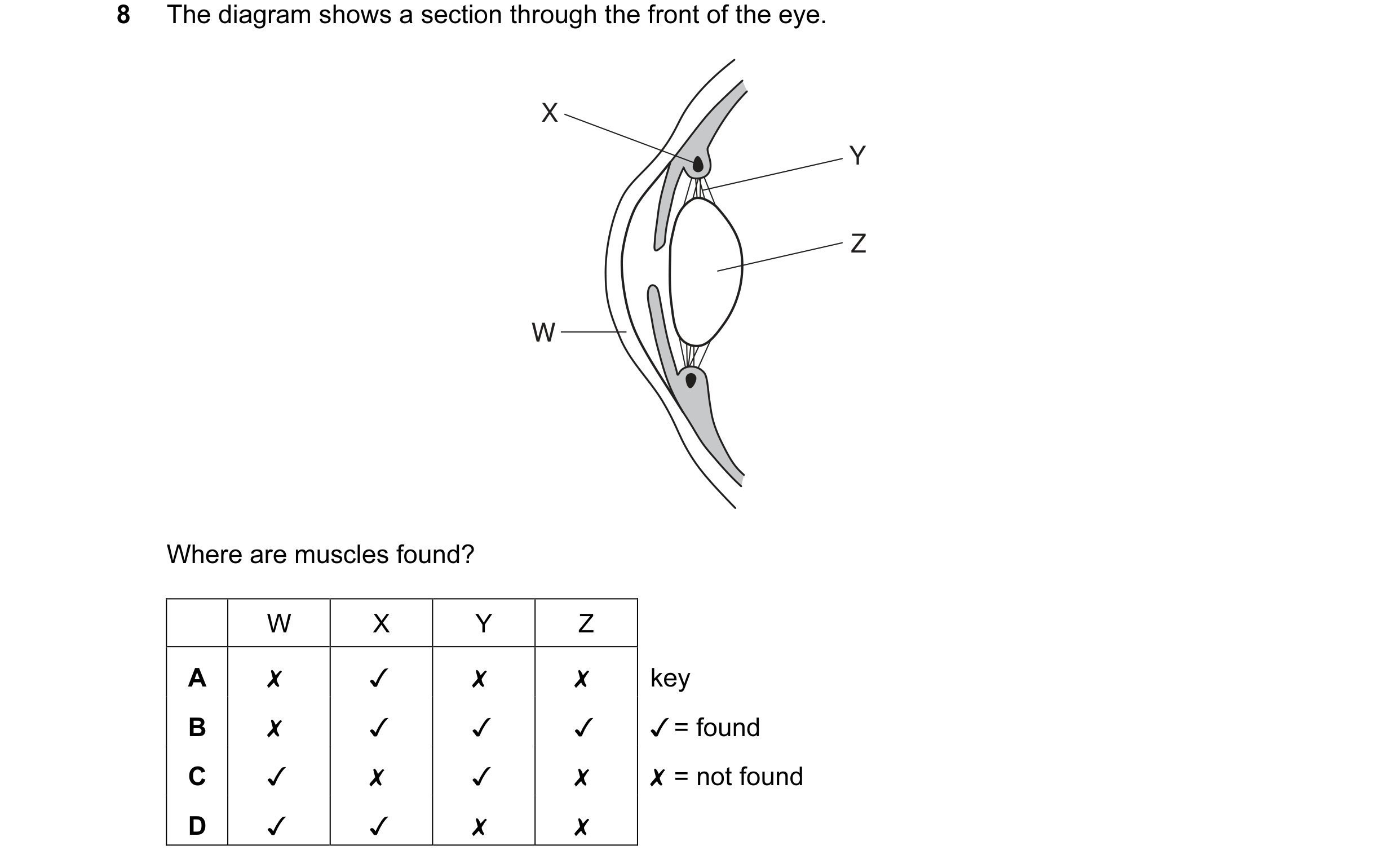 Question 11: The diagram shows a section through the front of the eye.
Xx
WwW
)
Where are muscles found?
W X Y Z
A x v Xx x key
B x Jv Jv Jv JY = found…