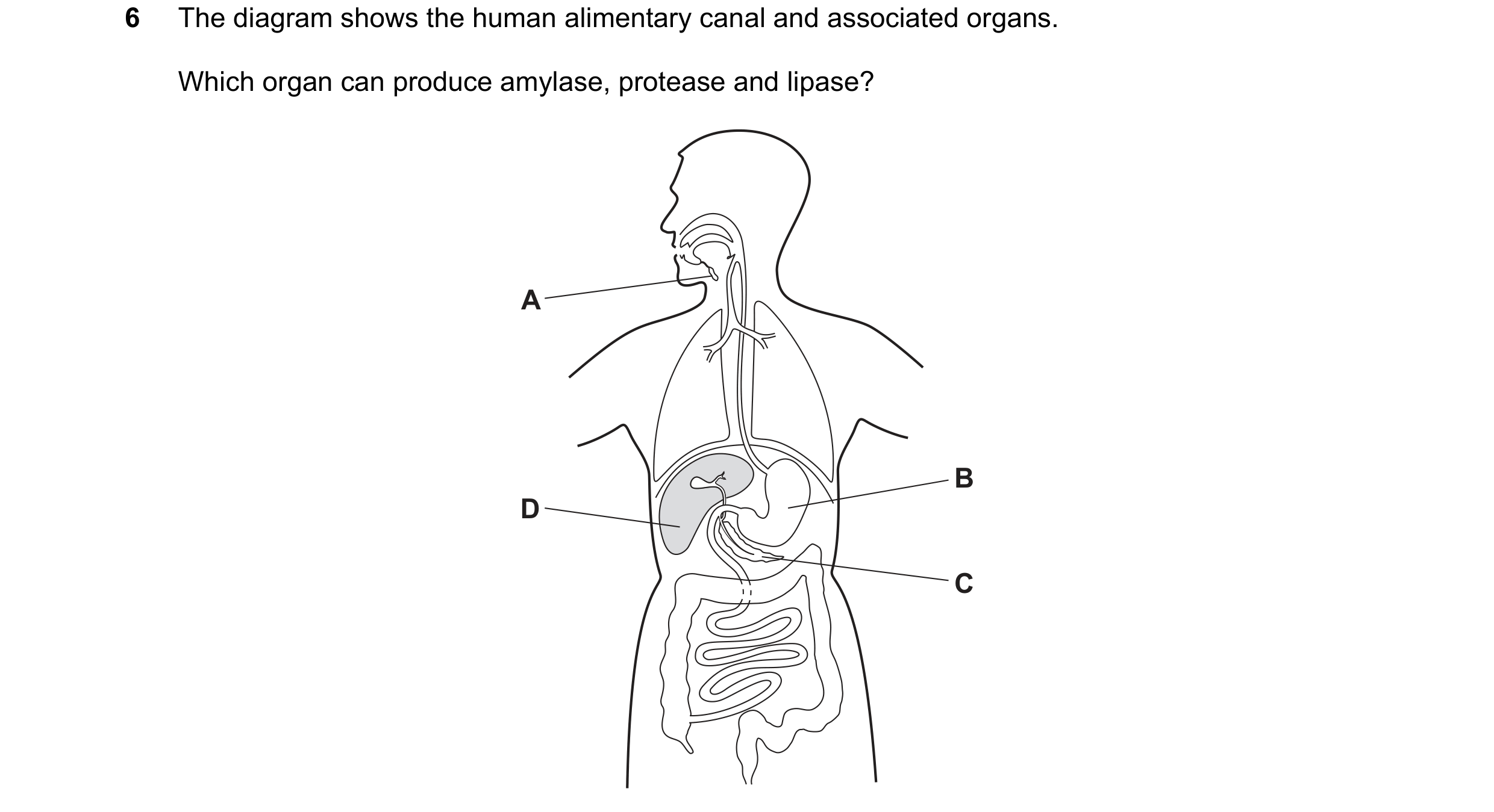 Question 17: The diagram shows the human alimentary canal and associated organs. Which organ can produce amylase, protease and lipase? A B D C