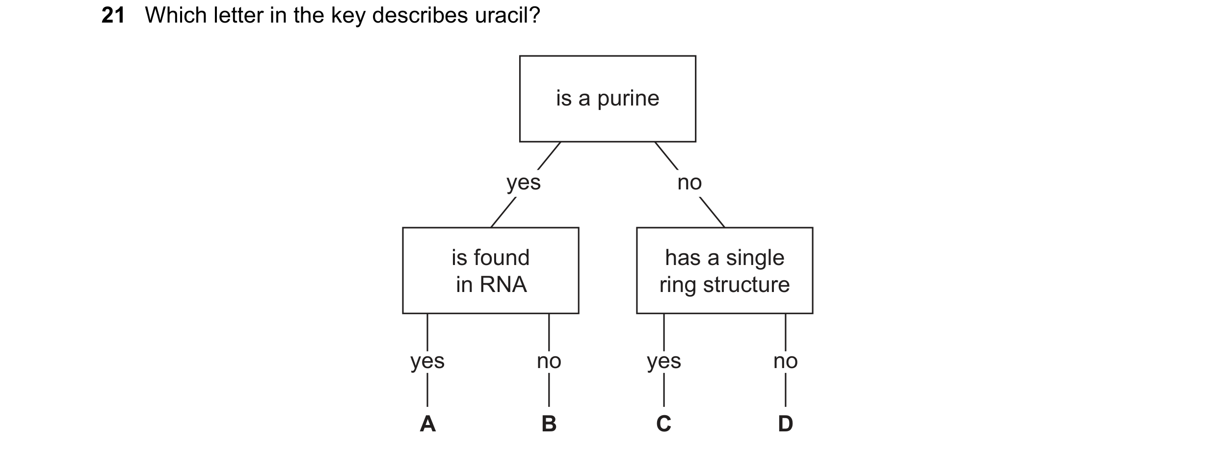 Question 172: Which letter in the key describes uracil? is a purine yes no is found has a single in RNA ring structure yes no yes no A B C D