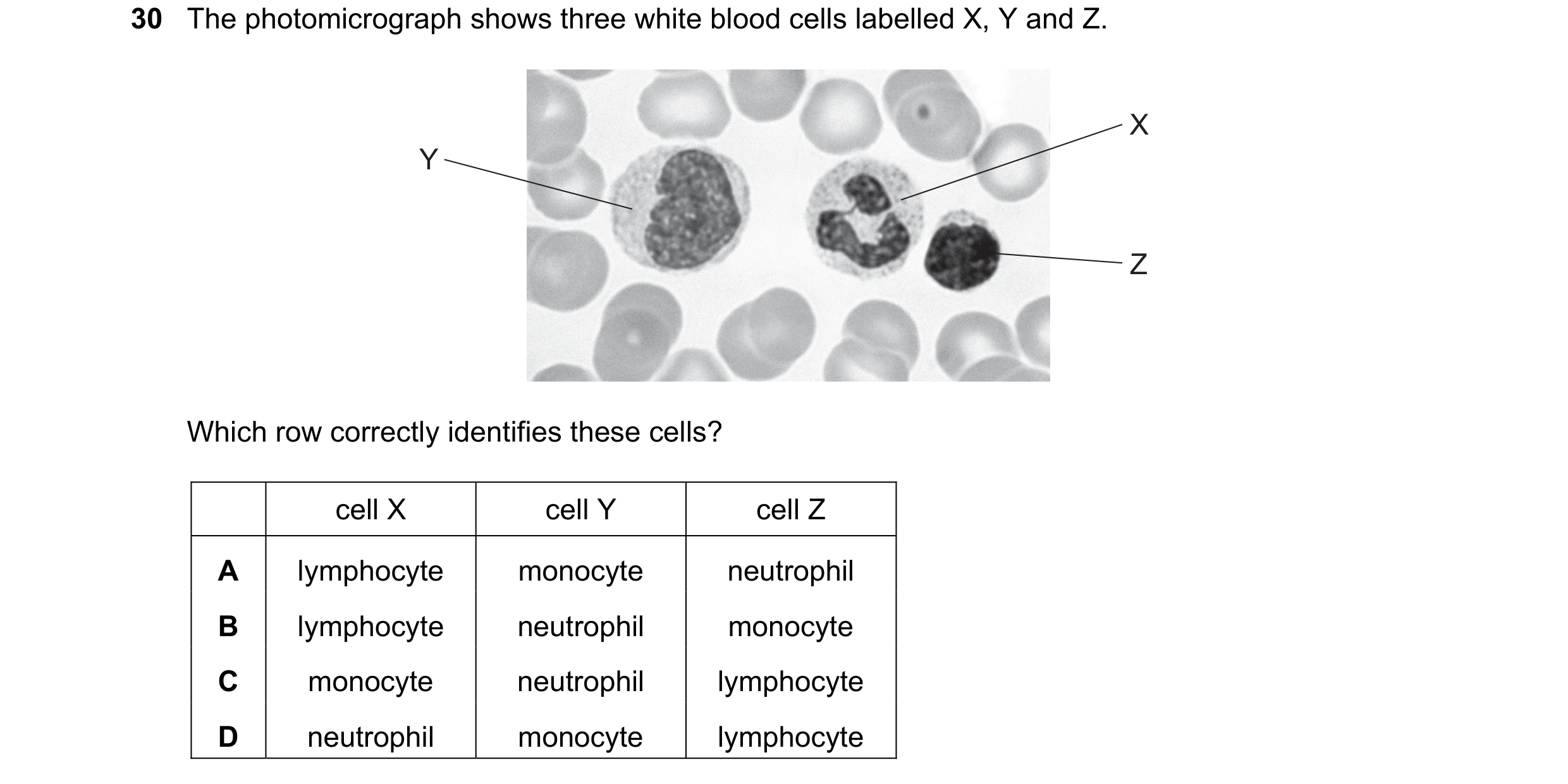 Question 119: The photomicrograph shows three white blood cells labelled X, Y and Z. X Y Z Which row correctly identifies these cells? cell X cell Y cell…