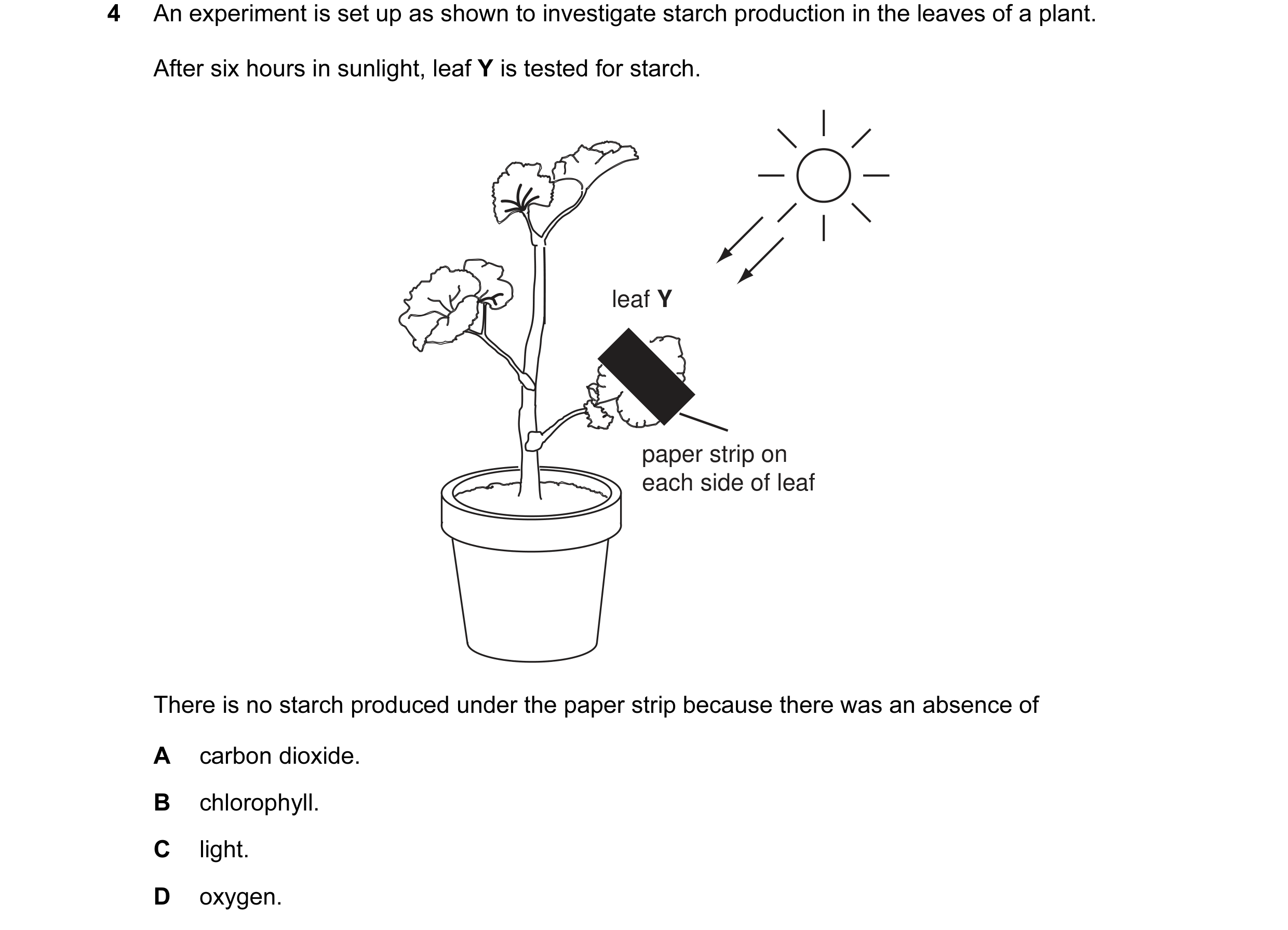 Question 1: An experiment is set up as shown to investigate starch production in the leaves of a plant. After six hours in sunlight, leaf Y is tested f…