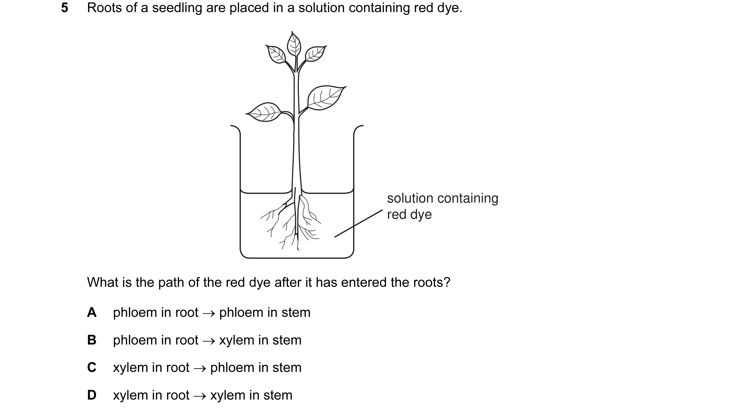 Question 1: Roots of a seedling are placed in a solution containing red dye. solution containing red dye What is the path of the red dye after it has e…