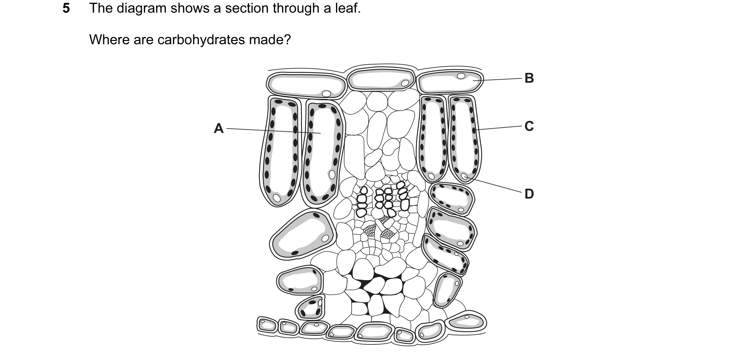 Question 29: The diagram shows a section through a leaf. Where are carbohydrates made? B A C D