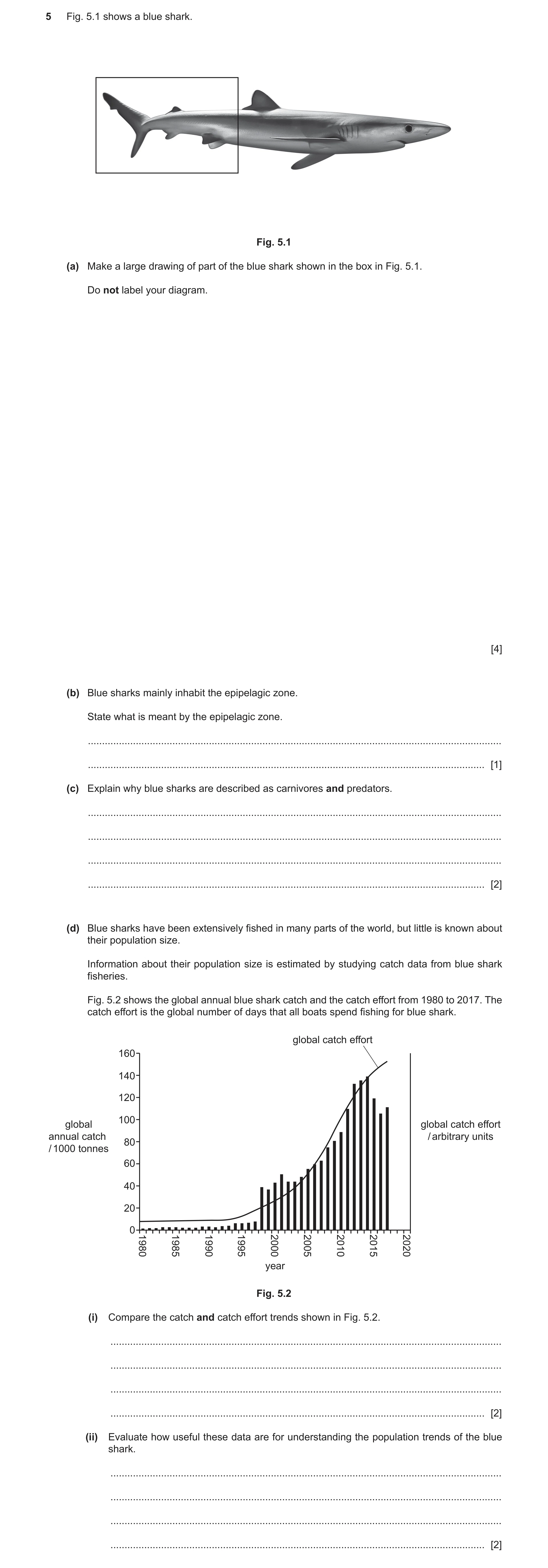Question 8: Fig. 5.1 shows a blue shark. Fig. 5.1 (a) Make a large drawing of part of the blue shark shown in the box in Fig. 5.1. Do not label your di…