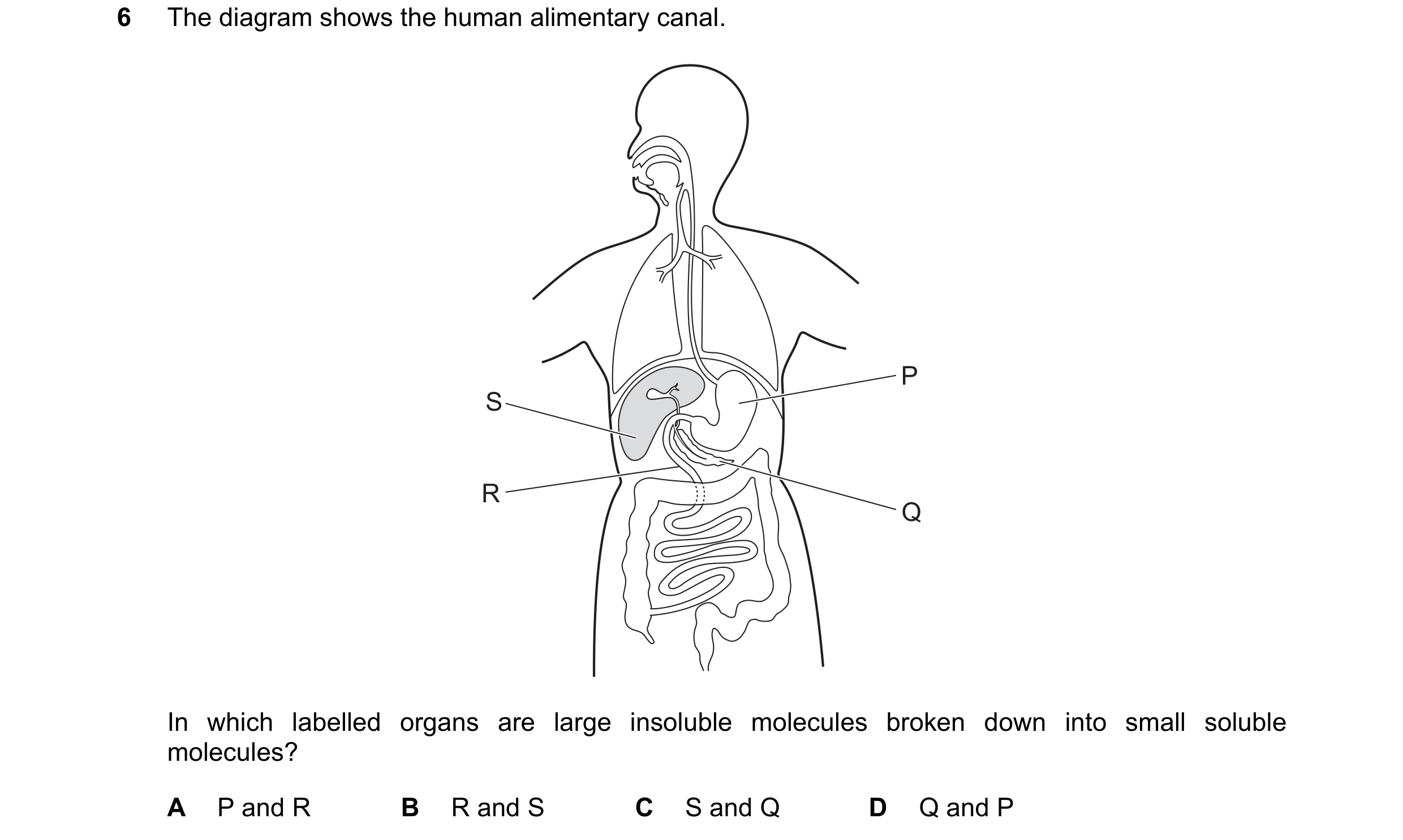 Question 21: The diagram shows the human alimentary canal. P S R Q In which labelled organs are large insoluble molecules broken down into small soluble…