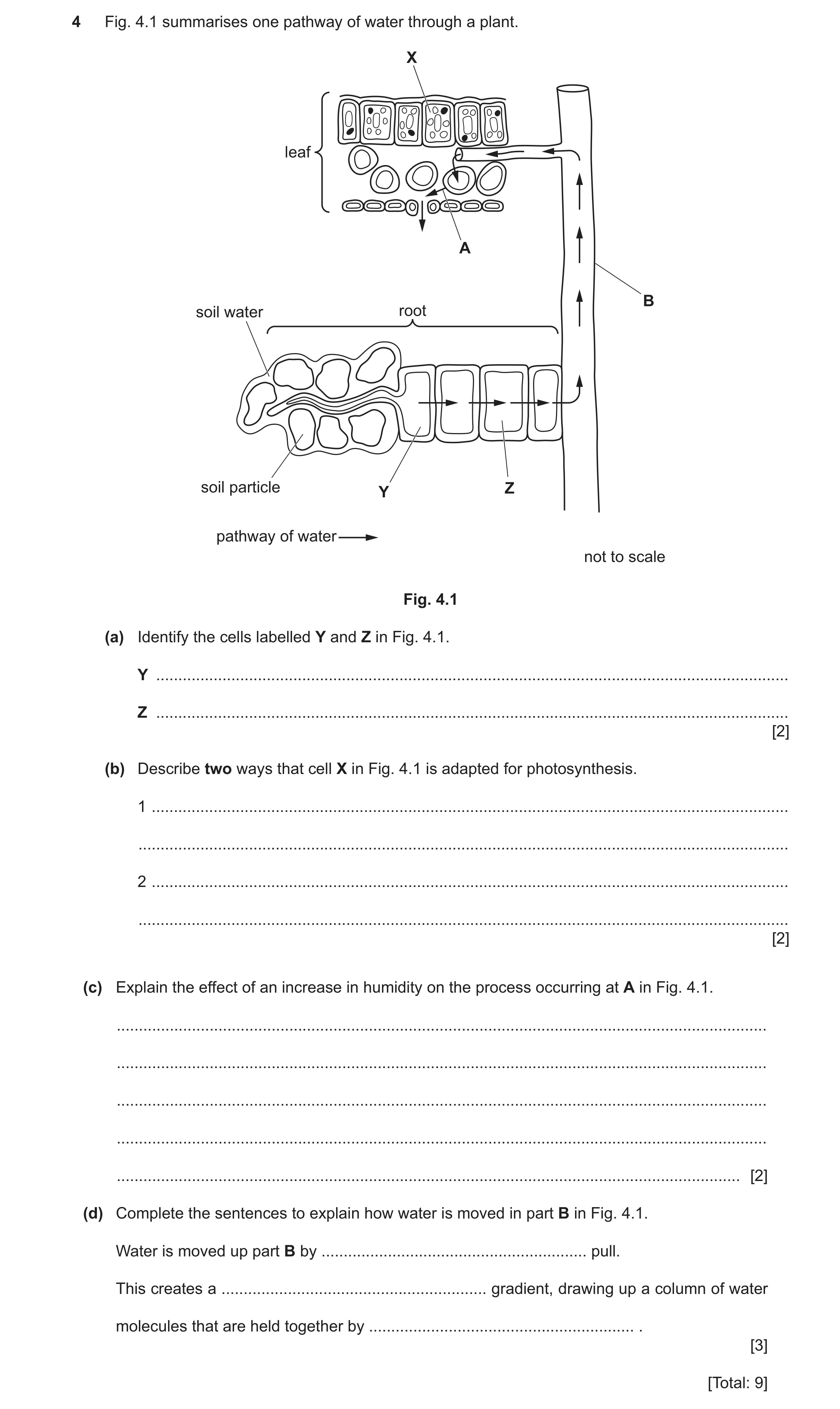 Question 12: Fig. 4.1 summarises one pathway of water through a plant. X leaf A B soil water root soil particle Y Z pathway of water not to scale Fig. 4…