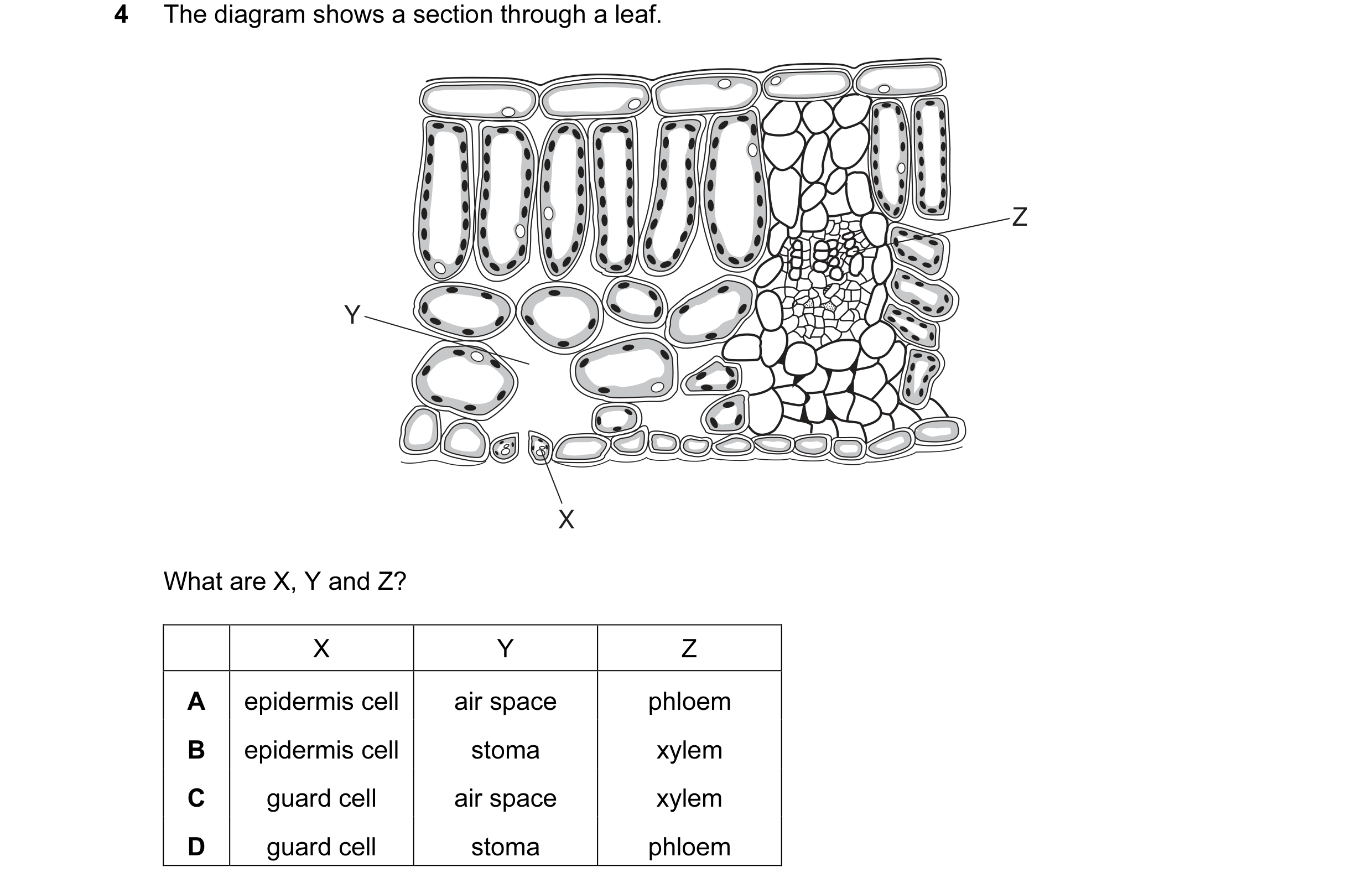 Question 6: The diagram shows a section through a leaf. Z Y X What are X, Y and Z? X Y Z A epidermis cell air space phloem B epidermis cell stoma xylem…