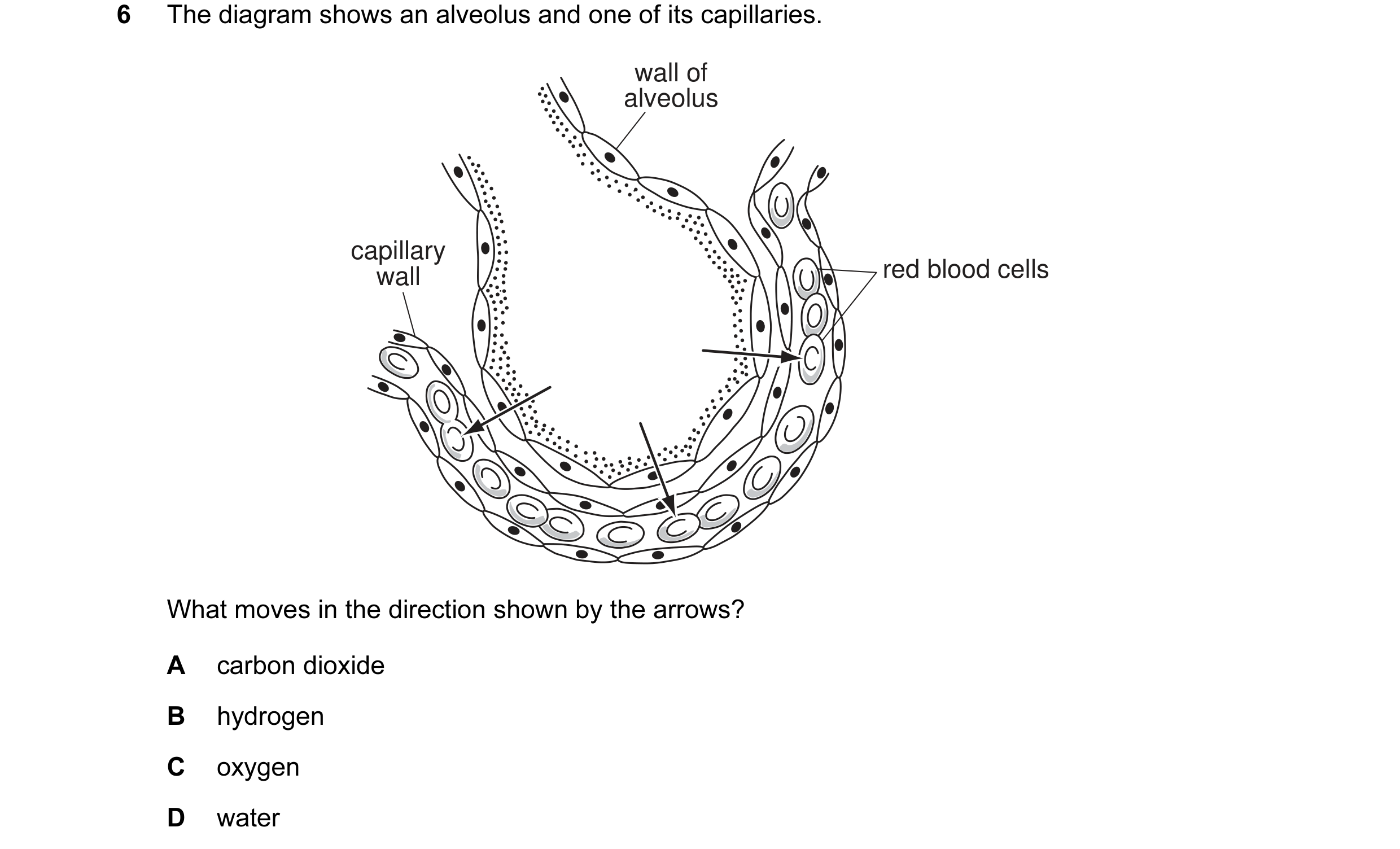 Question 11: The diagram shows an alveolus and one of its capillaries. wall of alveolus capillary wall red blood cells What moves in the direction shown…