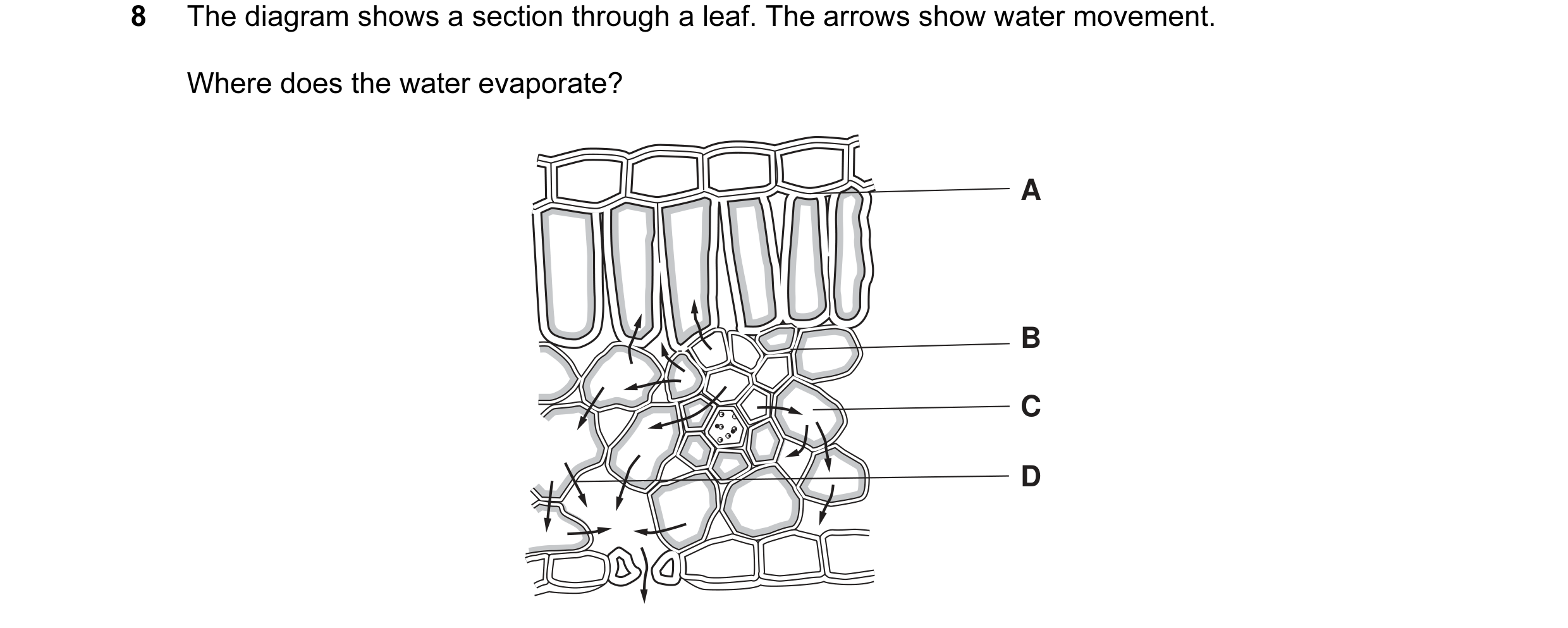 Question 7: The diagram shows a section through a leaf. The arrows show water movement. Where does the water evaporate? A B C D