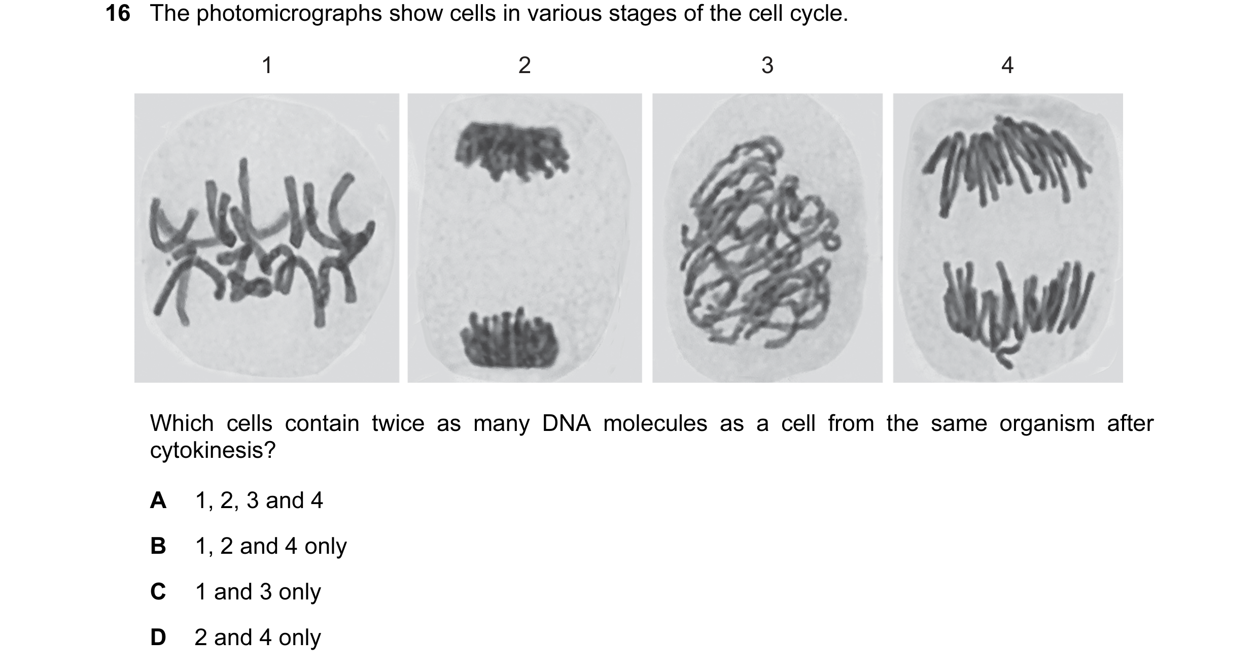 Question 47: The photomicrographs show cells in various stages of the cell cycle. 1 2 3 4 Which cells contain twice as many DNA molecules as a cell from…