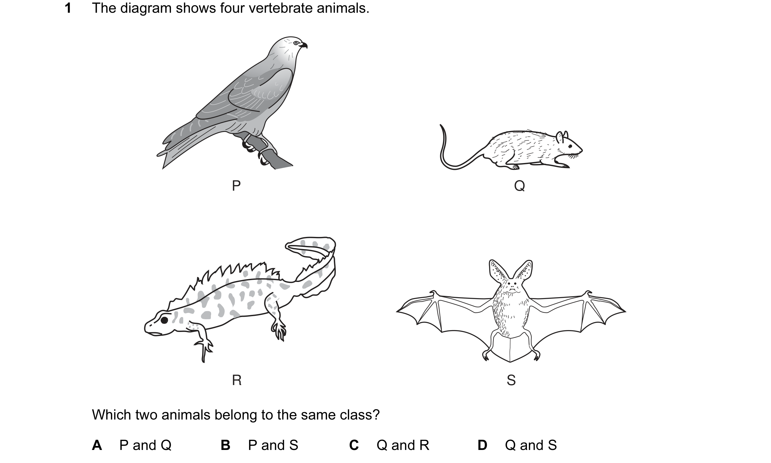 Question 8: The diagram shows four vertebrate animals. P Q R S Which two animals belong to the same class? A P and Q B P and S C Q and R D Q and S