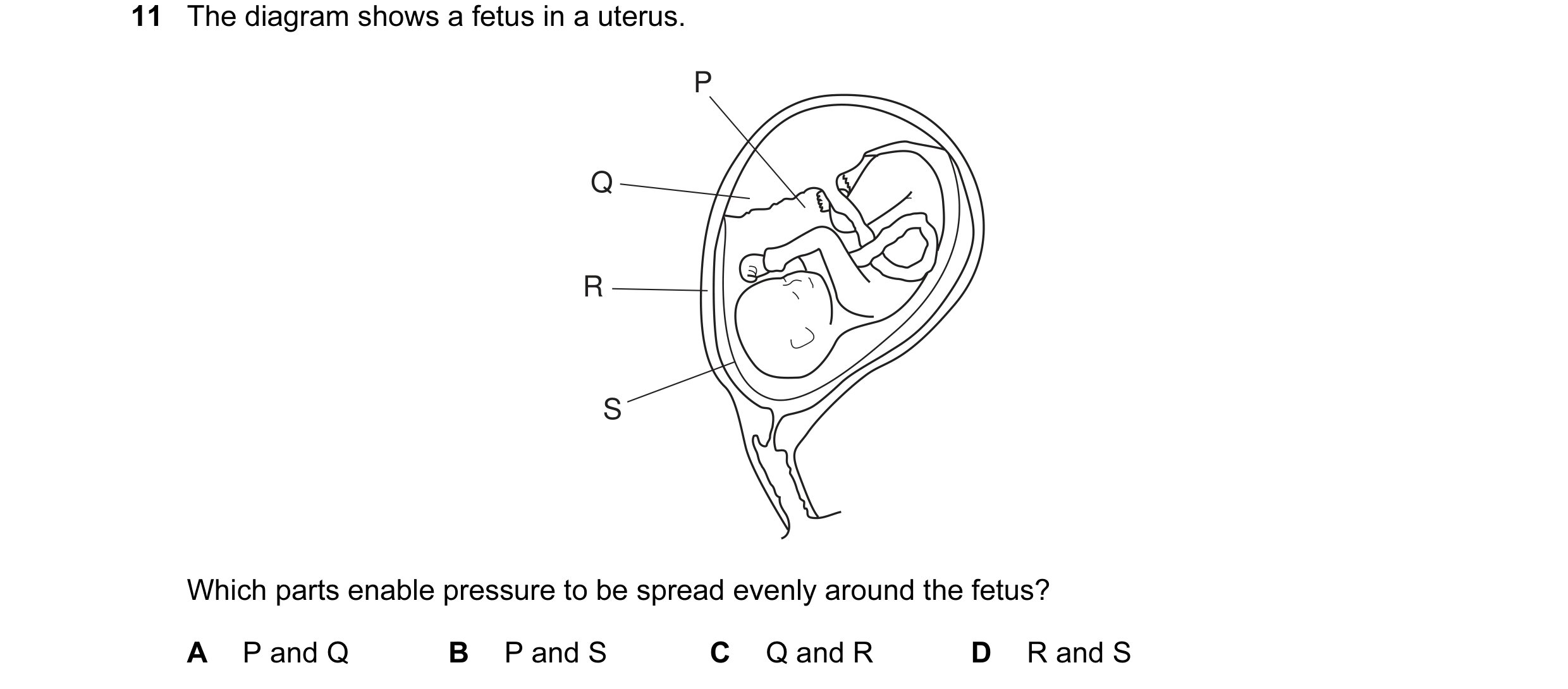 Question 6: The diagram shows a fetus in a uterus. P Q R S Which parts enable pressure to be spread evenly around the fetus? A P and Q B P and S C Q an…