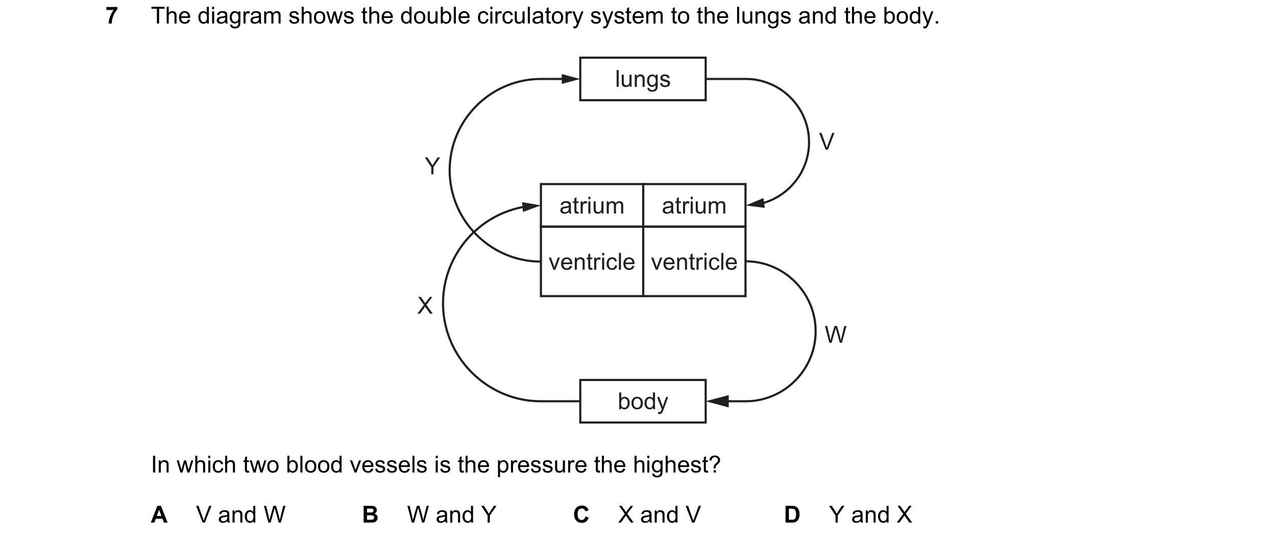 Question 2: The diagram shows the double circulatory system to the lungs and the body. lungs V Y atrium atrium ventricle ventricle X W body In which tw…