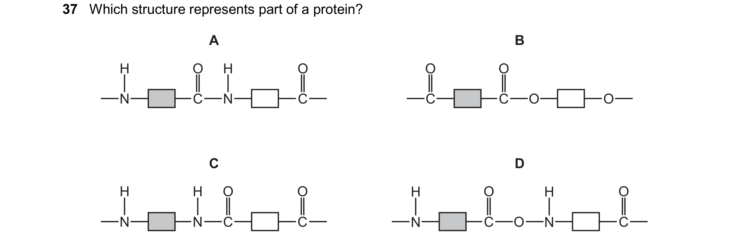 Question 29: Which structure represents part of a protein? A B H O H O O O N C N C C C O O C D H H O O H O H O N N C C N C O N C