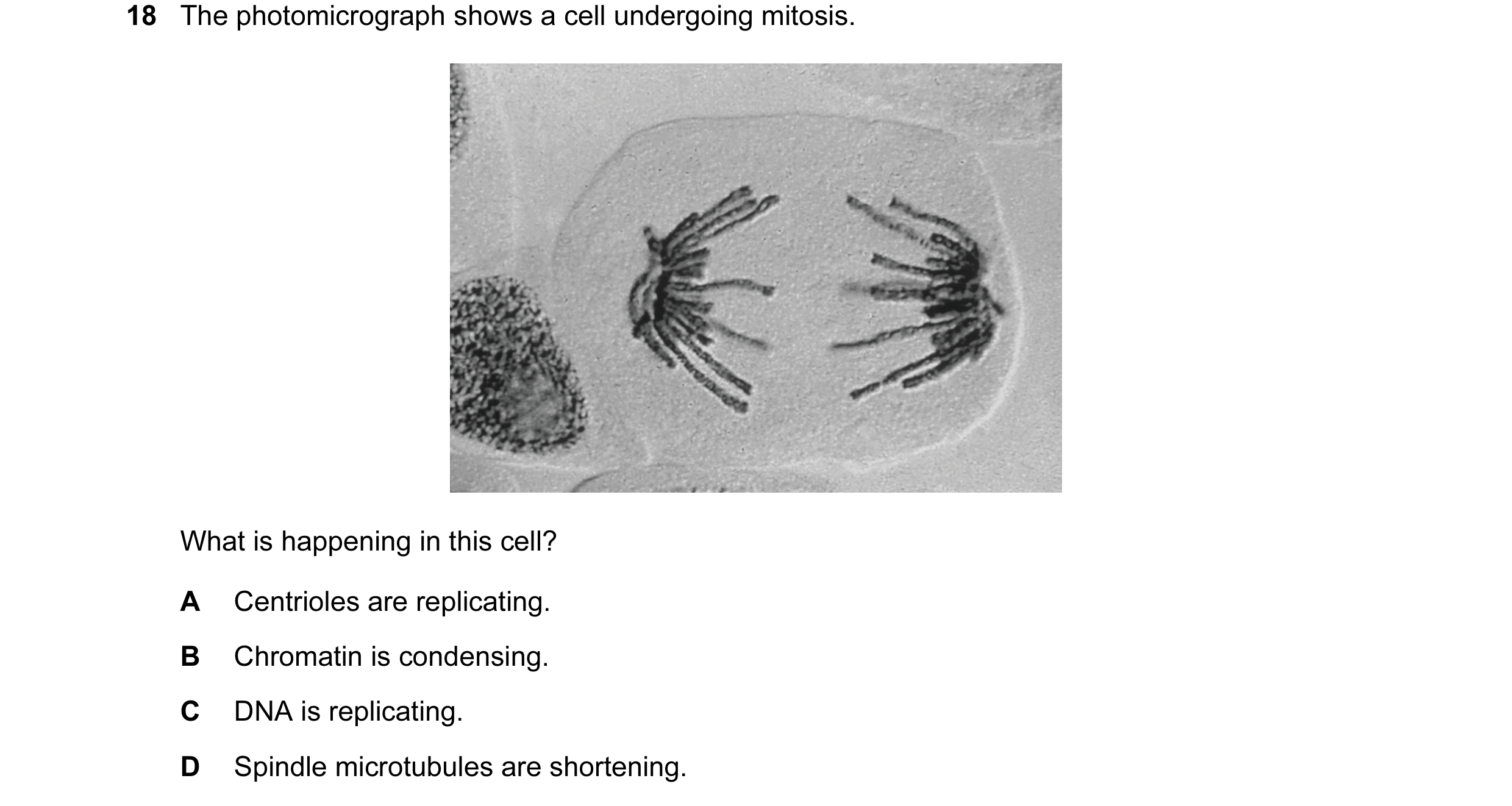 Question 44: The photomicrograph shows a cell undergoing mitosis. What is happening in this cell? A Centrioles are replicating. B Chromatin is condensin…