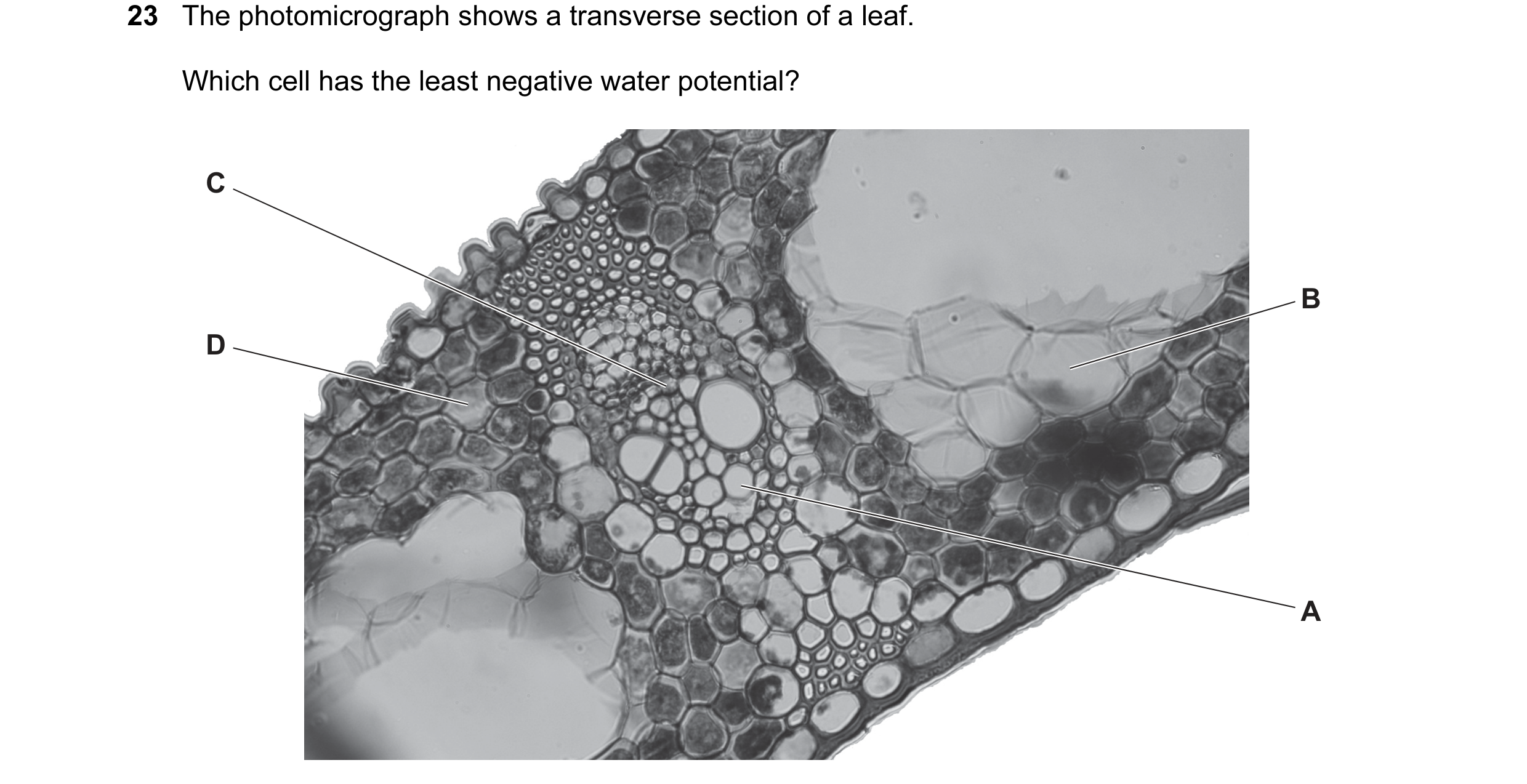 Question 124: The photomicrograph shows a transverse section of a leaf. Which cell has the least negative water potential? C B D A