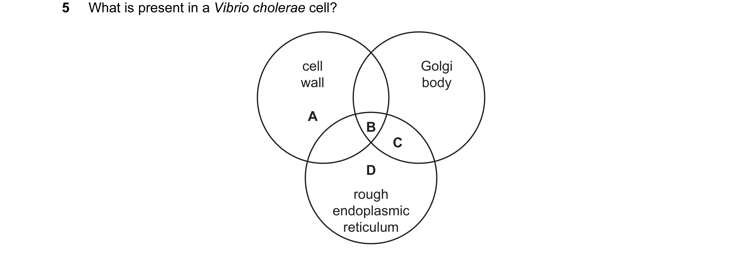 Question 138: What is present in a Vibrio cholerae cell? cell Golgi wall body A B C D rough endoplasmic reticulum