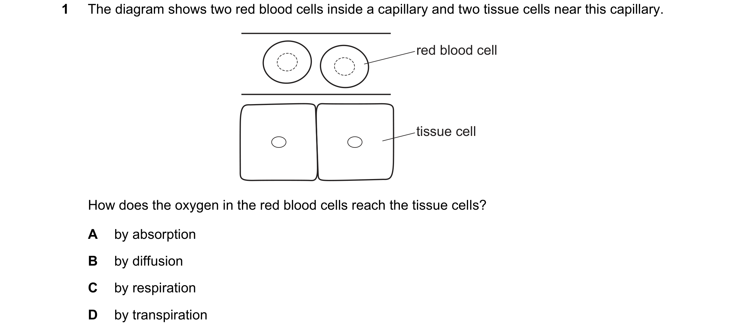 Question 7: The diagram shows two red blood cells inside a capillary and two tissue cells near this capillary. red blood cell tissue cell How does the …