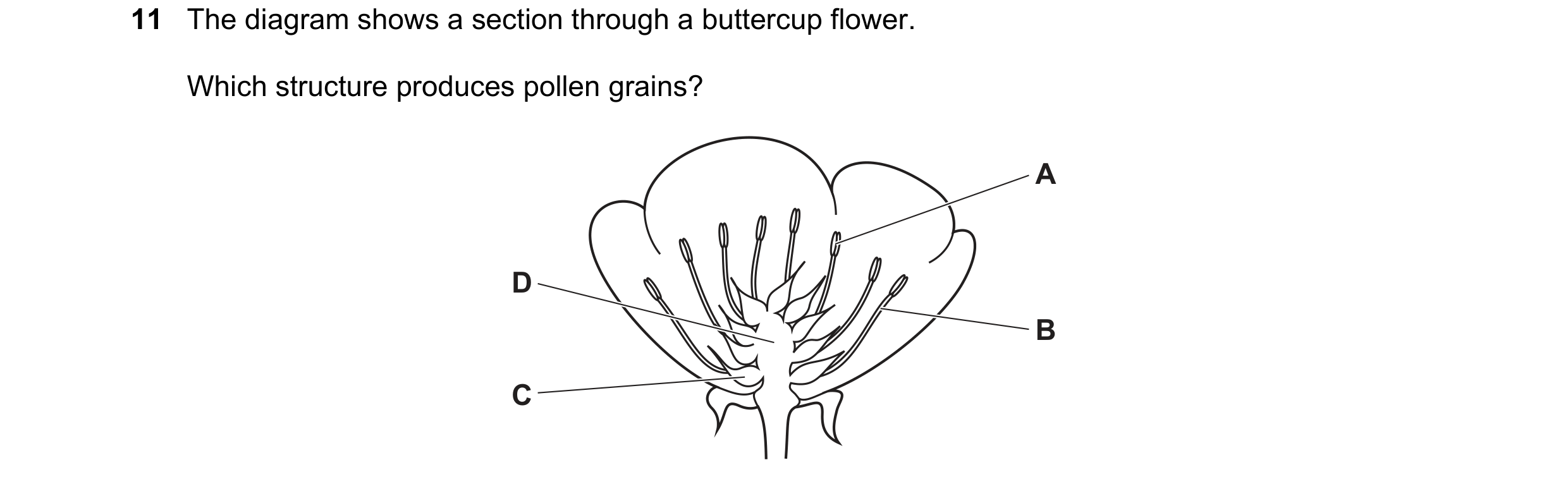 Question 32: The diagram shows a section through a buttercup flower. Which structure produces pollen grains? A D B C