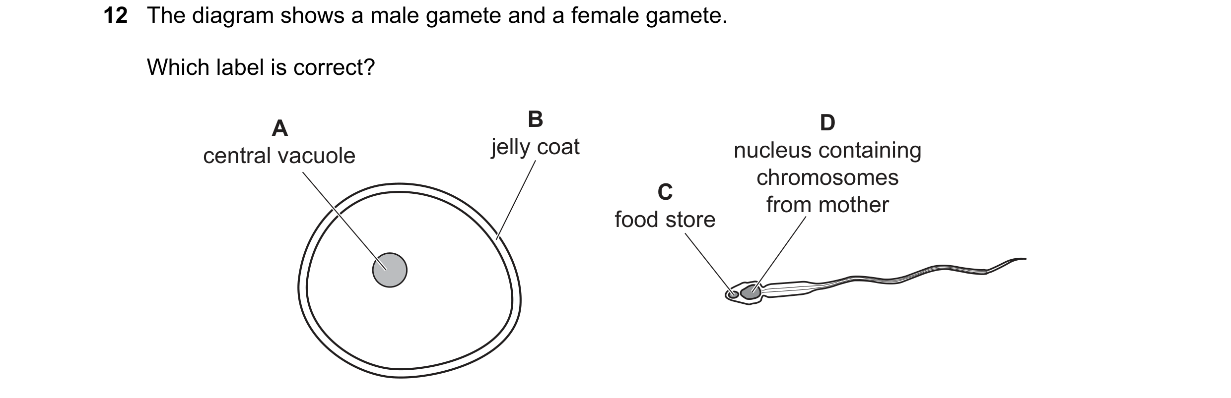 Question 31: The diagram shows a male gamete and a female gamete. Which label is correct? A B D central vacuole jelly coat nucleus containing C chromoso…