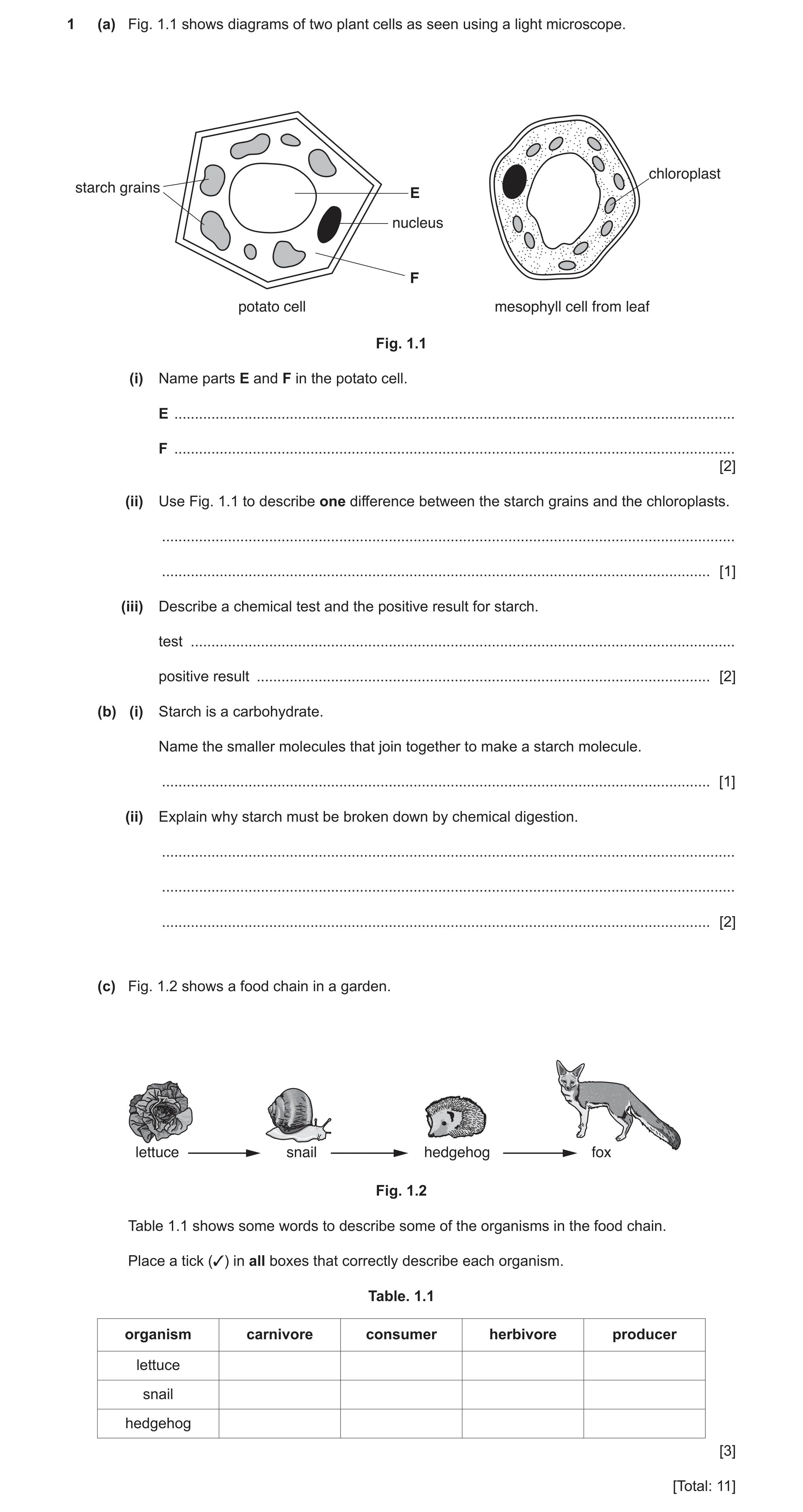 Question 3: (a) Fig. 1.1 shows diagrams of two plant cells as seen using a light microscope. chloroplast starch grains E nucleus F potato cell mesophyl…
