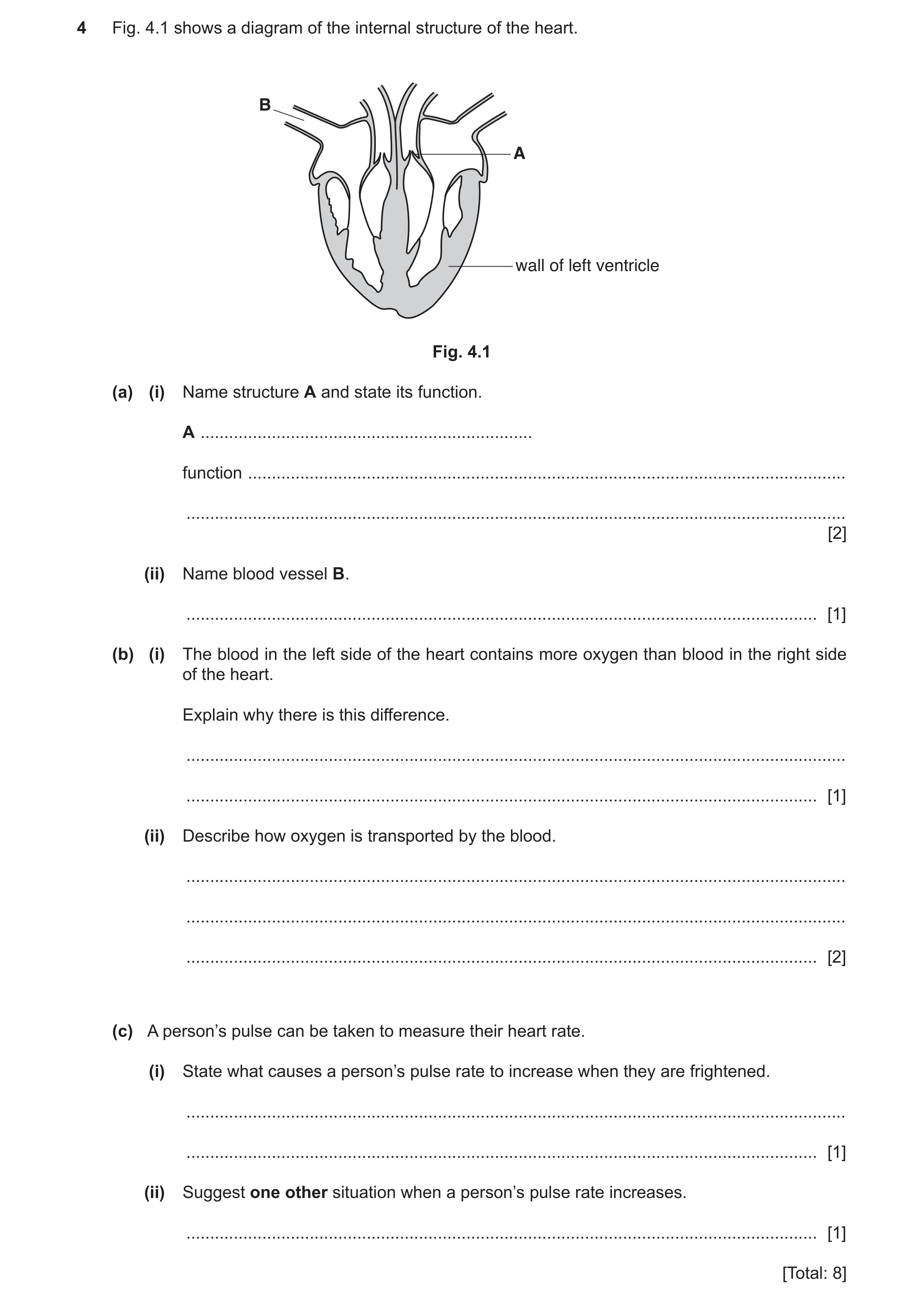 Question 3: Fig. 4.1 shows a diagram of the internal structure of the heart. B A wall of left ventricle Fig. 4.1 (a) (i) Name structure A and state its…