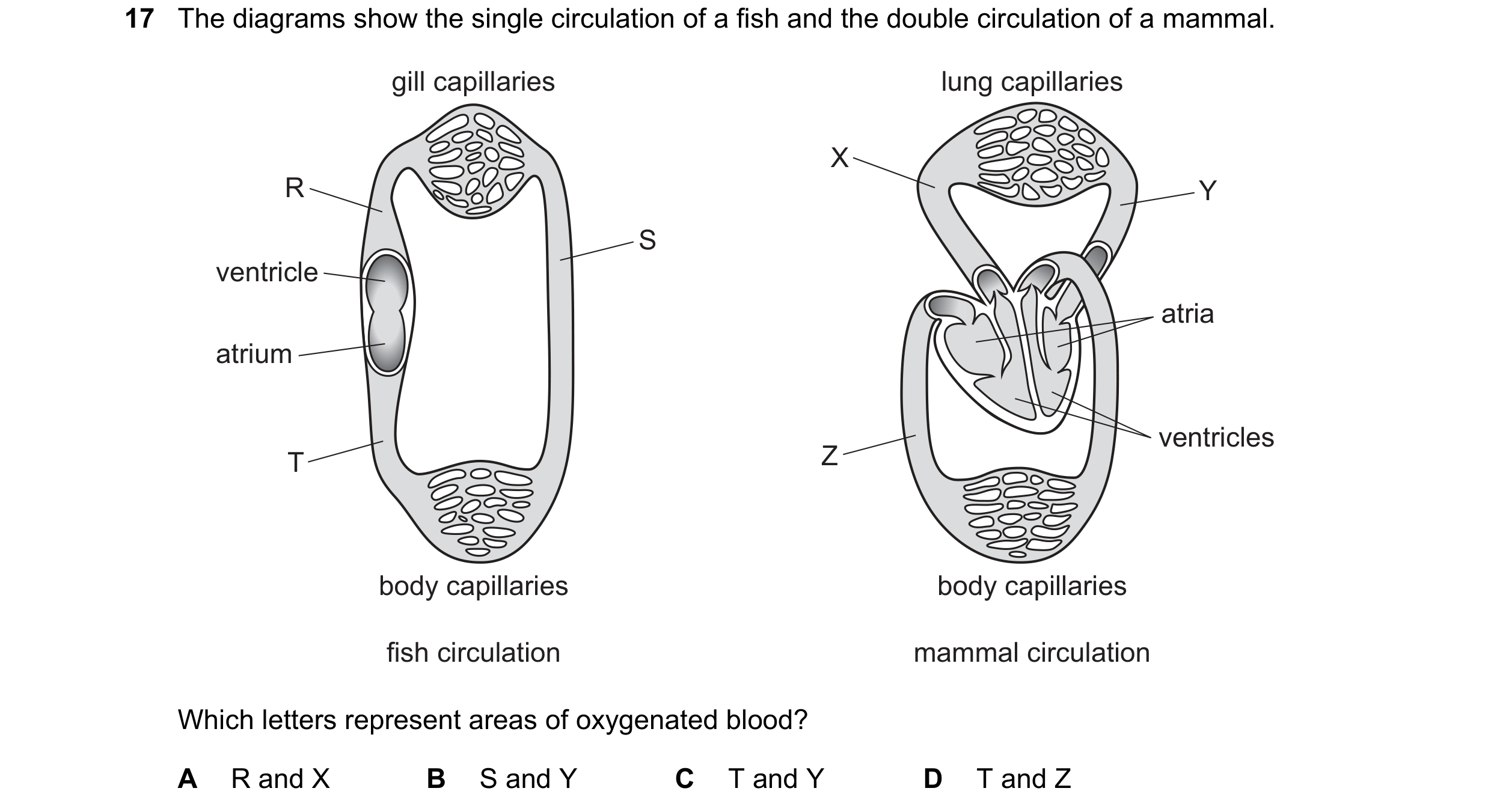 Question 3: The diagrams show the single circulation of a fish and the double circulation of a mammal. gill capillaries lung capillaries X R Y S ventri…