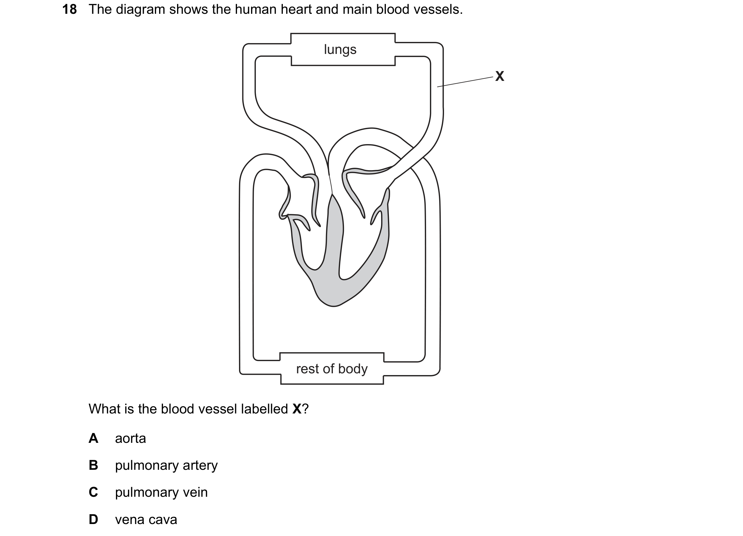 Question 7: The diagram shows the human heart and main blood vessels. lungs X rest of body What is the blood vessel labelled X? A aorta B pulmonary art…