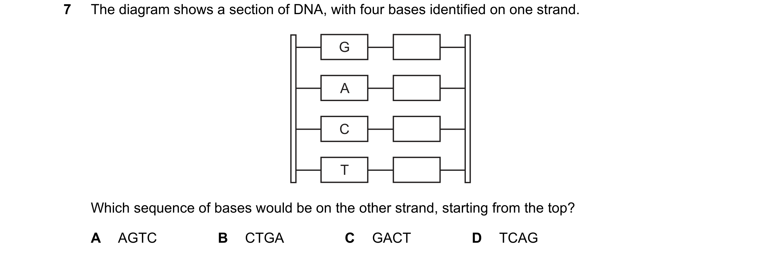 Question 13: The diagram shows a section of DNA, with four bases identified on one strand. G A C T Which sequence of bases would be on the other strand,…