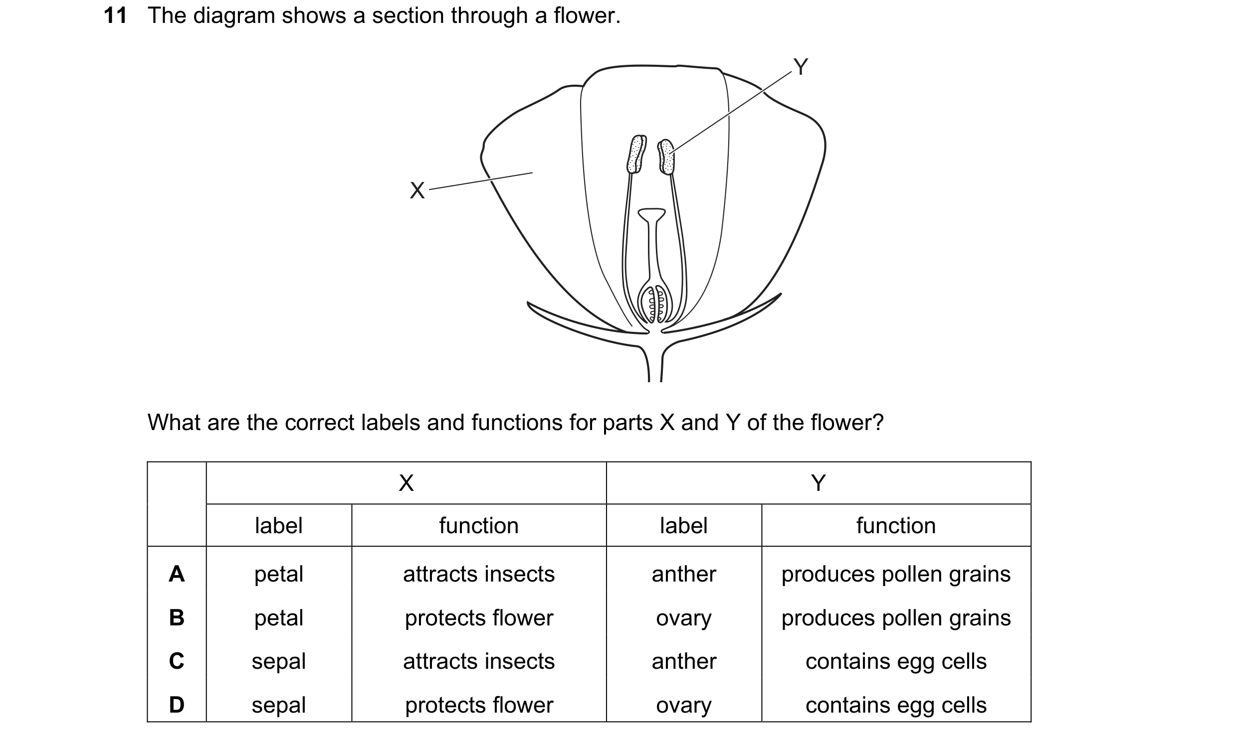 Question 24: The diagram shows a section through a flower. Y X What are the correct labels and functions for parts X and Y of the flower? X Y label func…