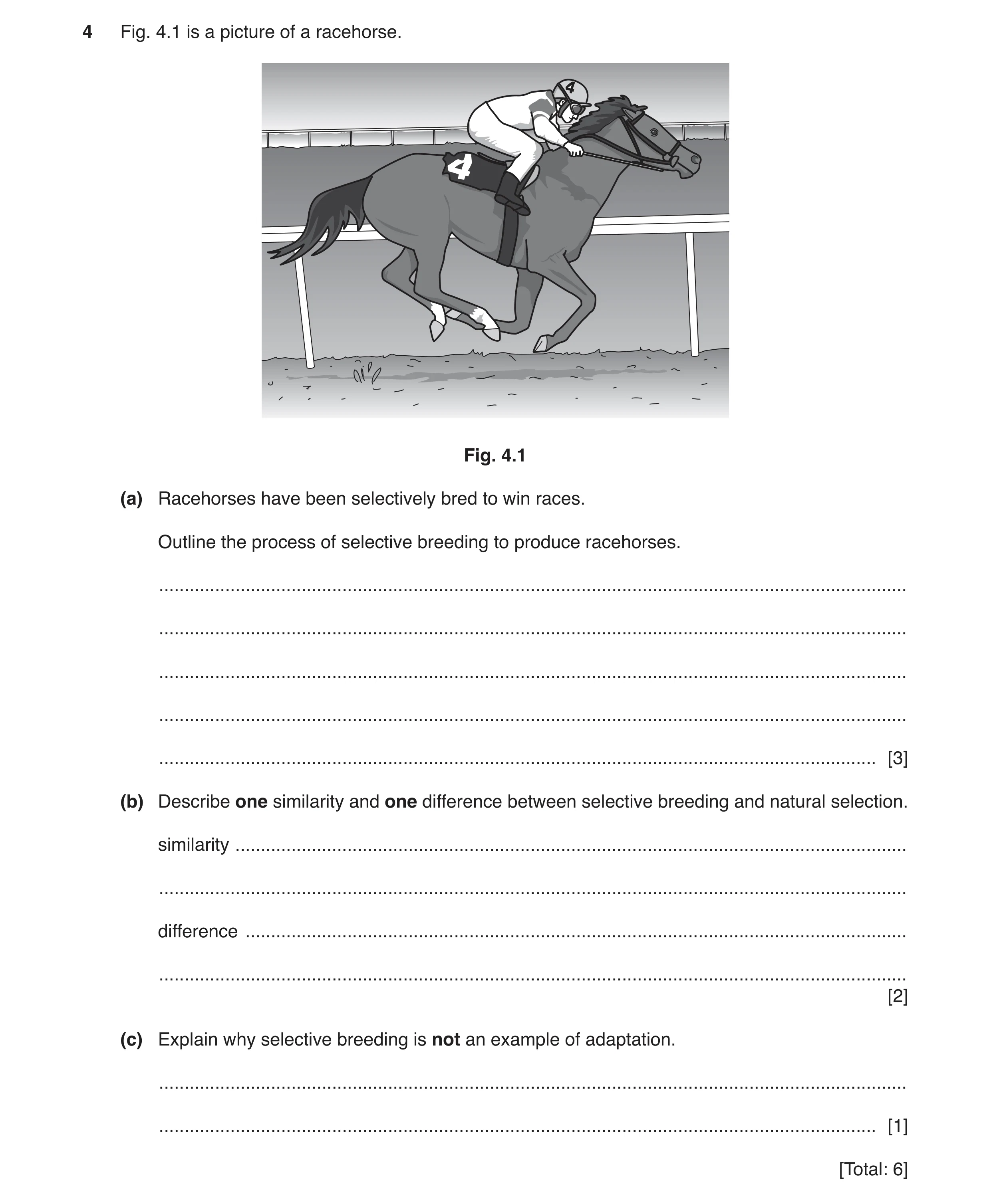 Question 4: Fig. 4.1 is a picture of a racehorse. Fig. 4.1 (a) Racehorses have been selectively bred to win races. Outline the process of selective bre…