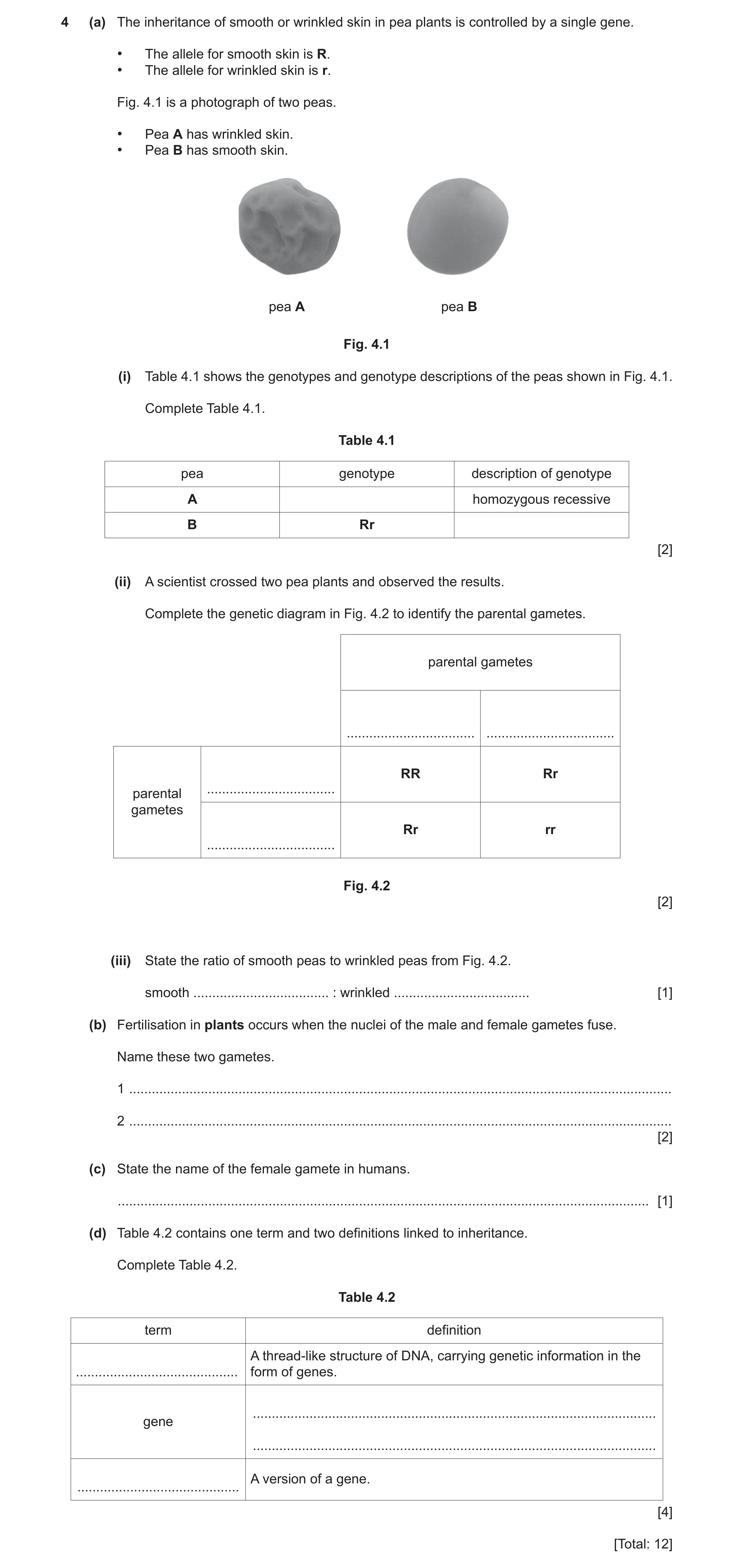 Question 10: (a) The inheritance of smooth or wrinkled skin in pea plants is controlled by a single gene. • The allele for smooth skin is R. • The allel…