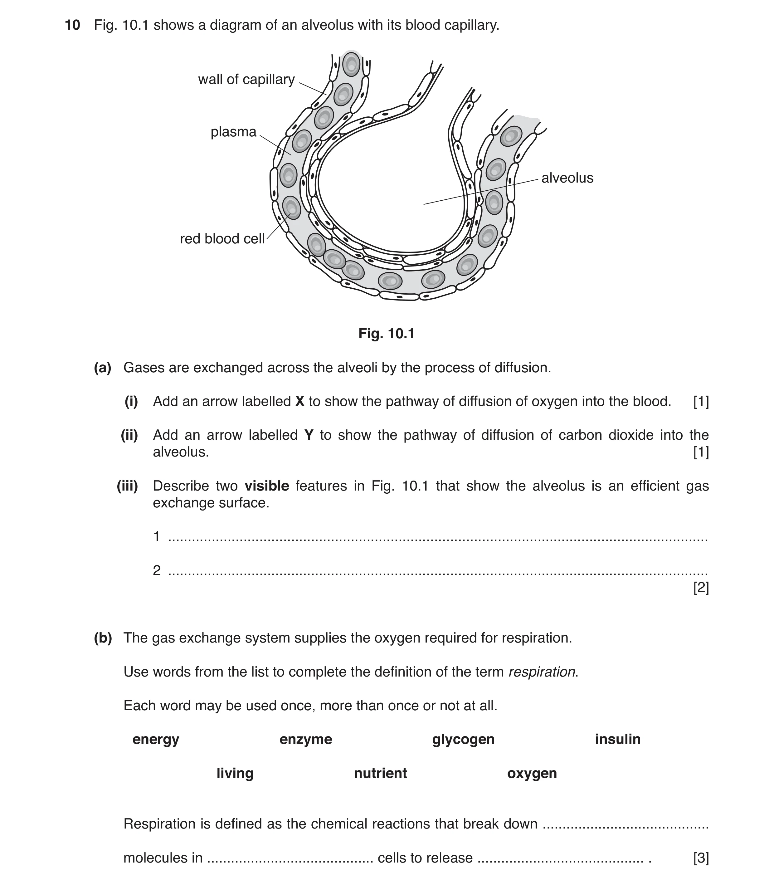 Question 6: Fig. 10.1 shows a diagram of an alveolus with its blood capillary. wall of capillary plasma alveolus red blood cell Fig. 10.1 (a) Gases are…