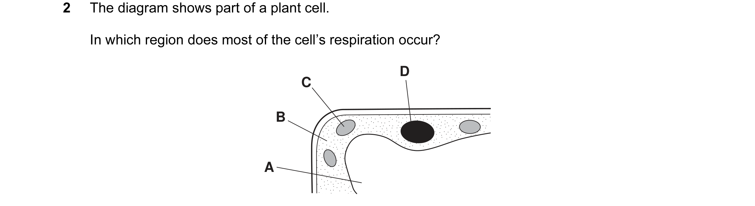 Question 5: The diagram shows part of a plant cell. In which region does most of the cell’s respiration occur? D C B A
