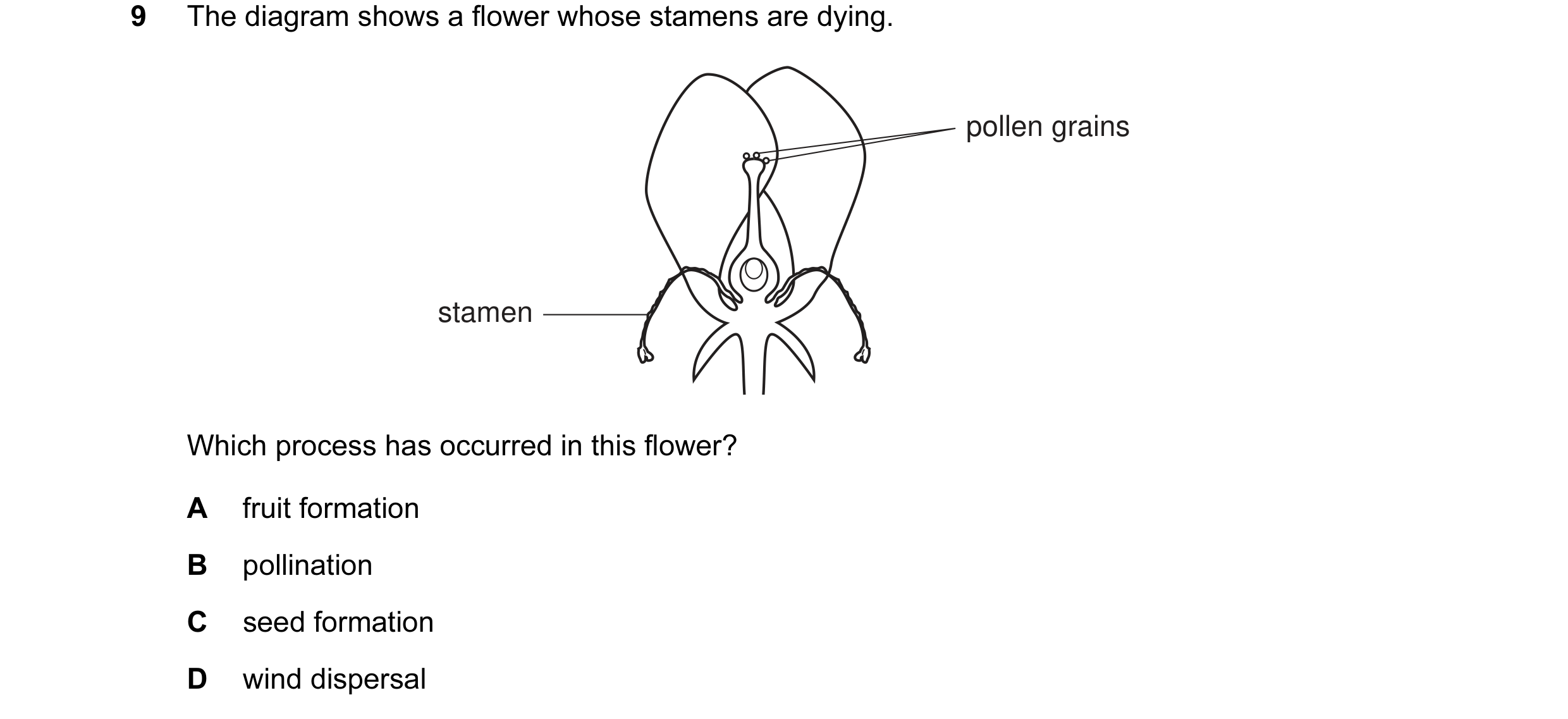 Question 7: The diagram shows a flower whose stamens are dying. pollen grains stamen Which process has occurred in this flower? A fruit formation B pol…