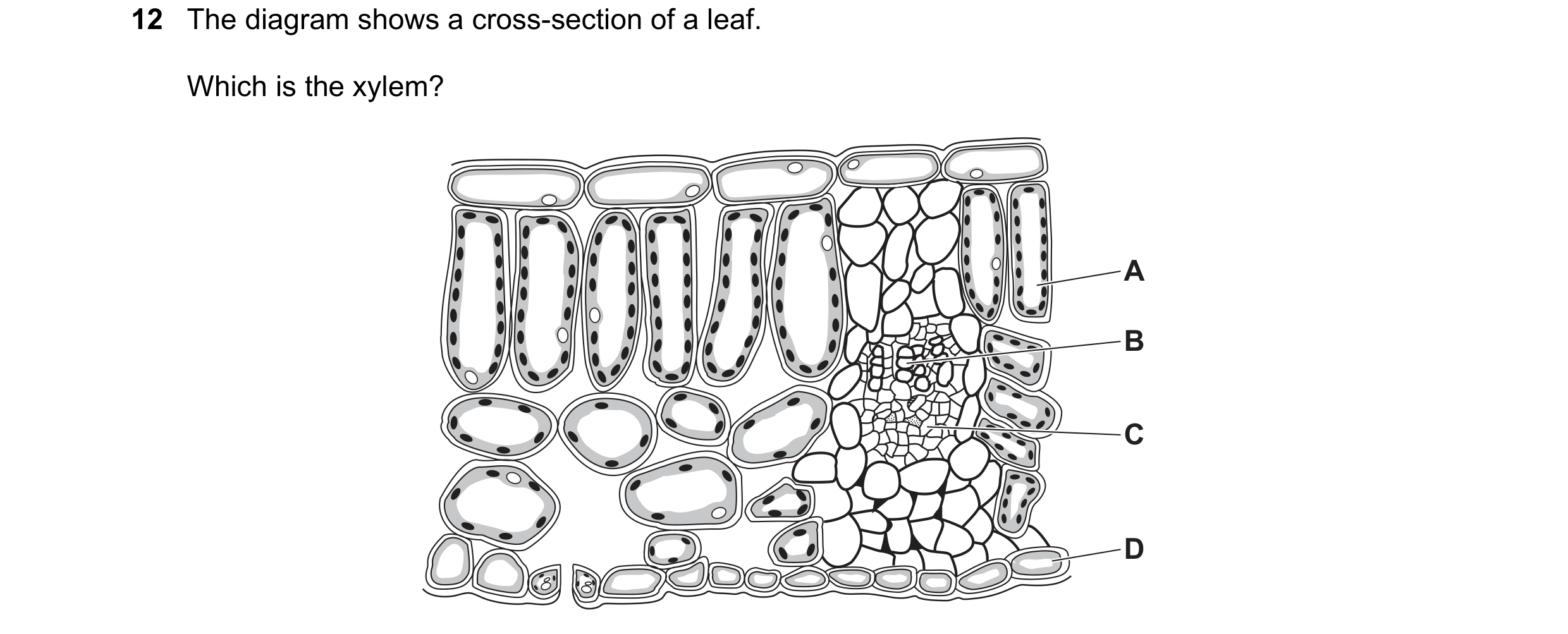 Question 3: The diagram shows a cross-section of a leaf. Which is the xylem? A B C D