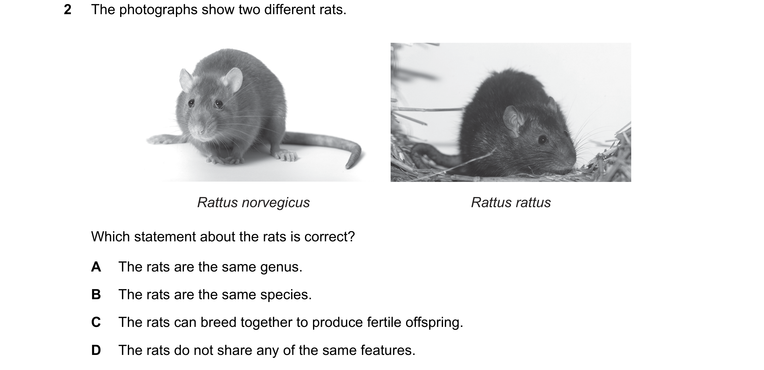 Question 3: The photographs show two different rats. Rattus norvegicus Rattus rattus Which statement about the rats is correct? A The rats are the same…